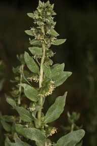 Iva axillaris