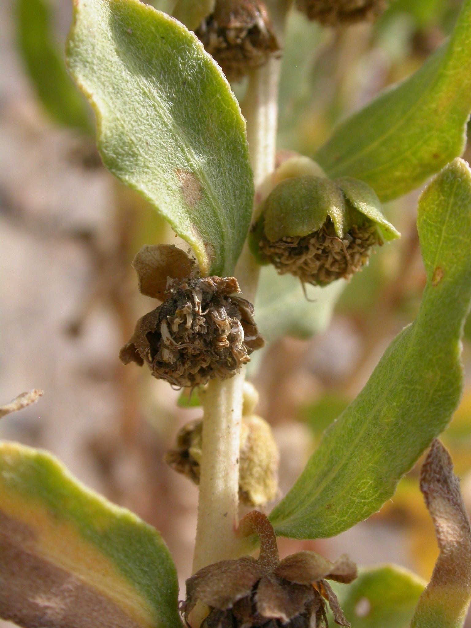 Iva axillaris