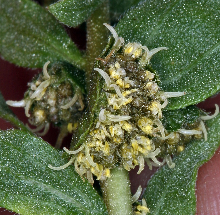 Iva axillaris