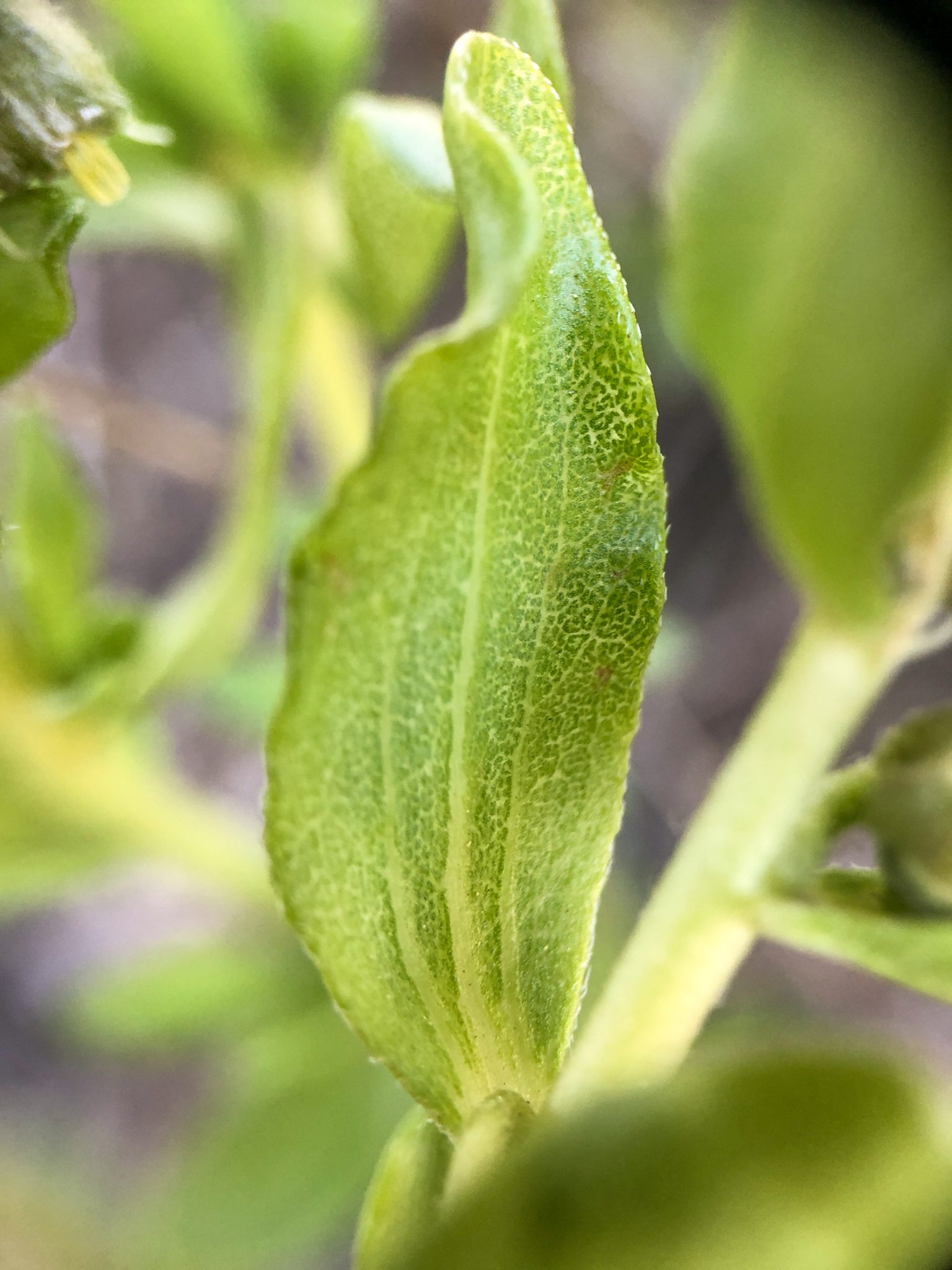 Iva axillaris