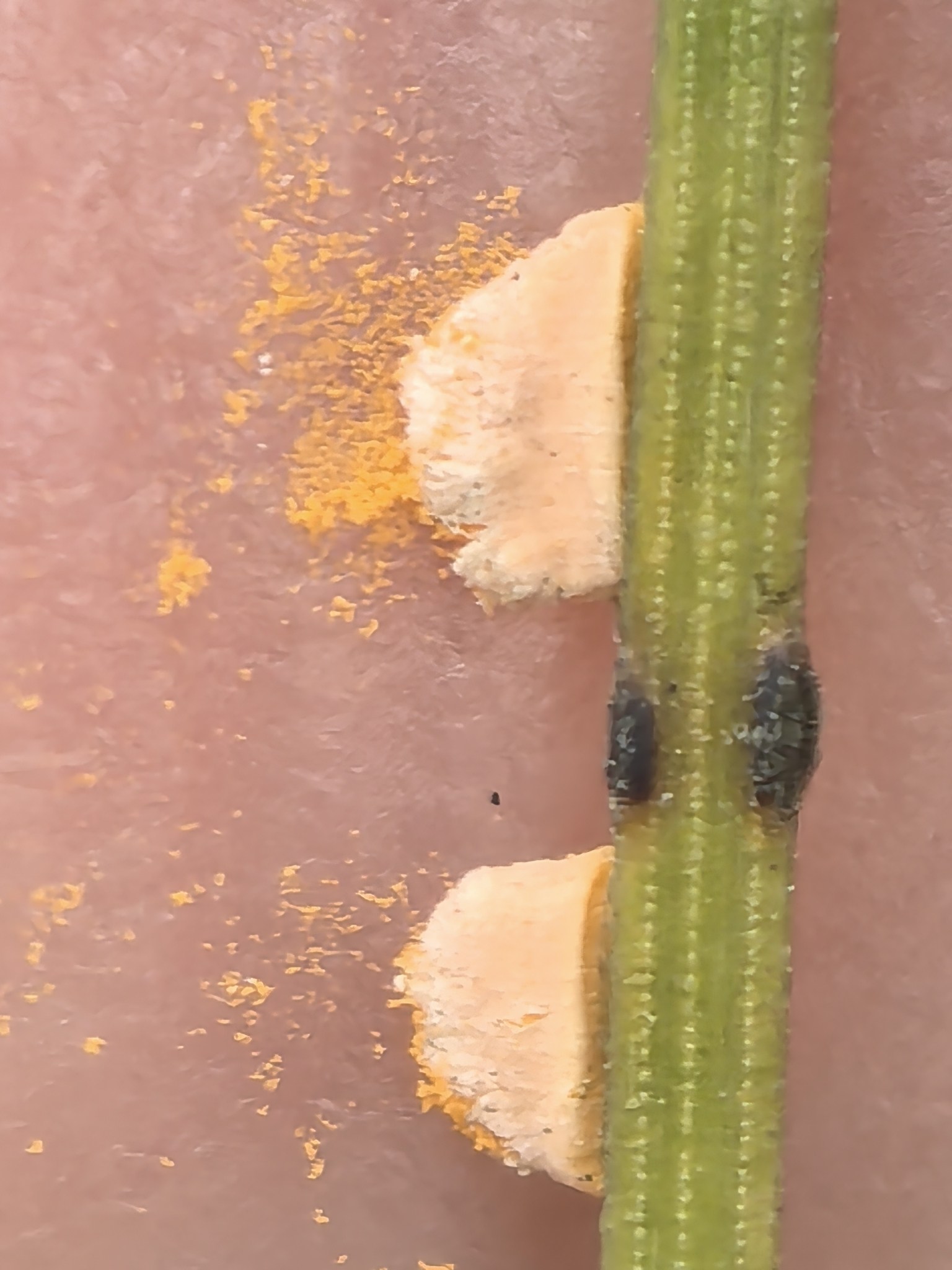 Coleosporium asterum