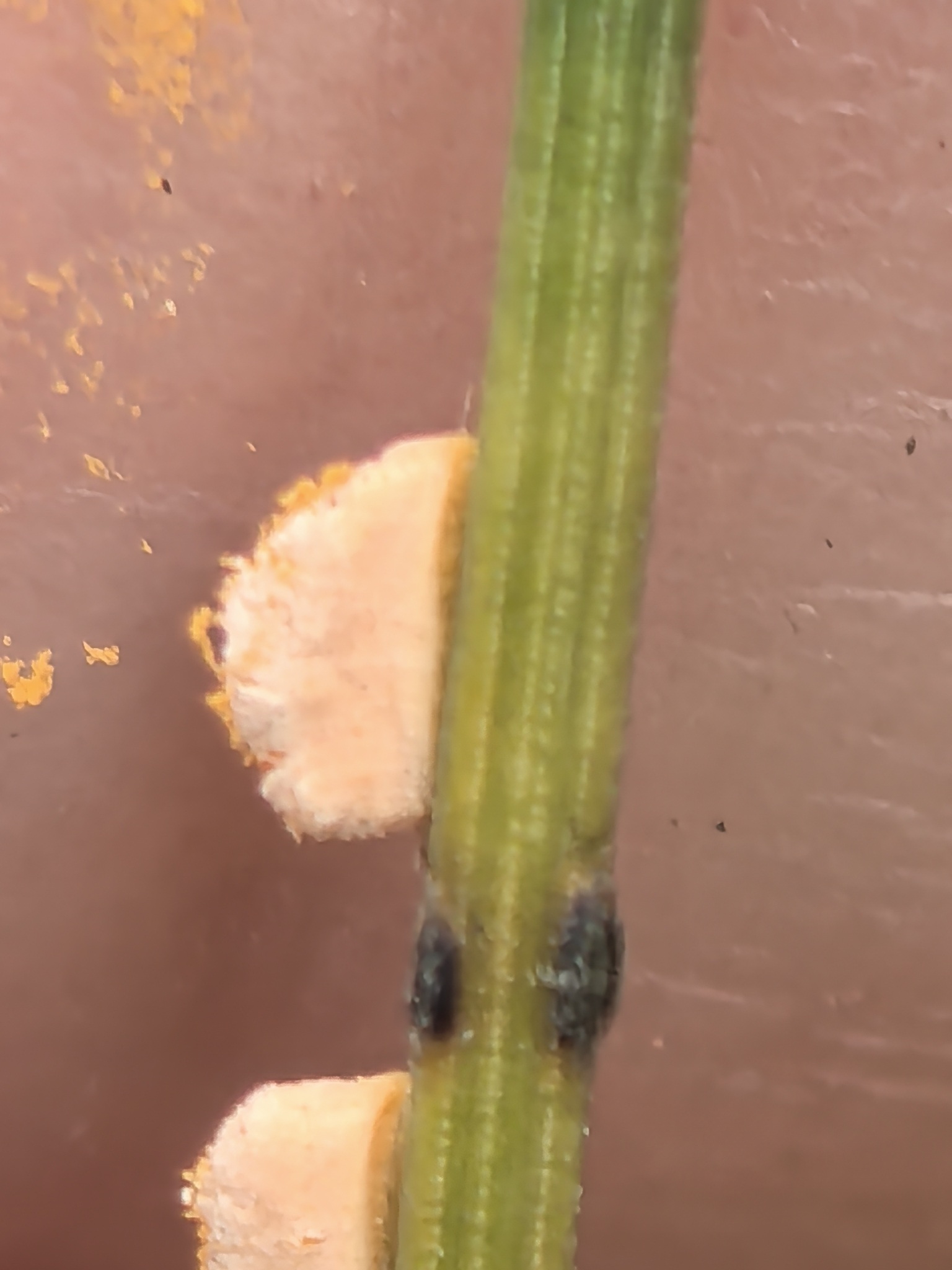 Coleosporium asterum