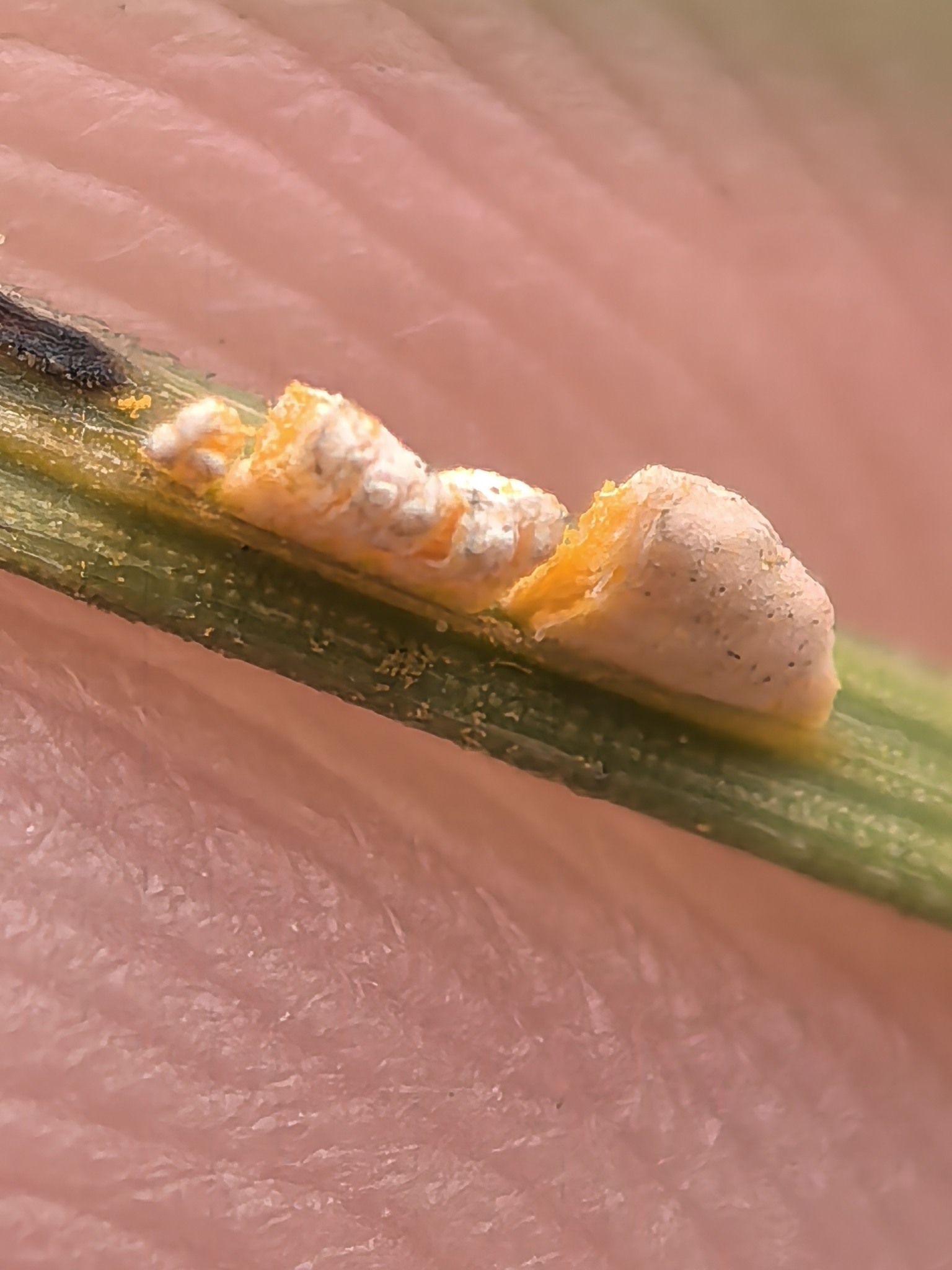 Coleosporium asterum