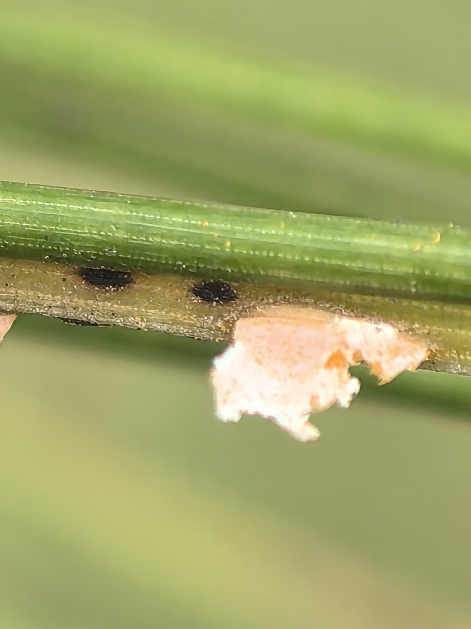 Coleosporium asterum