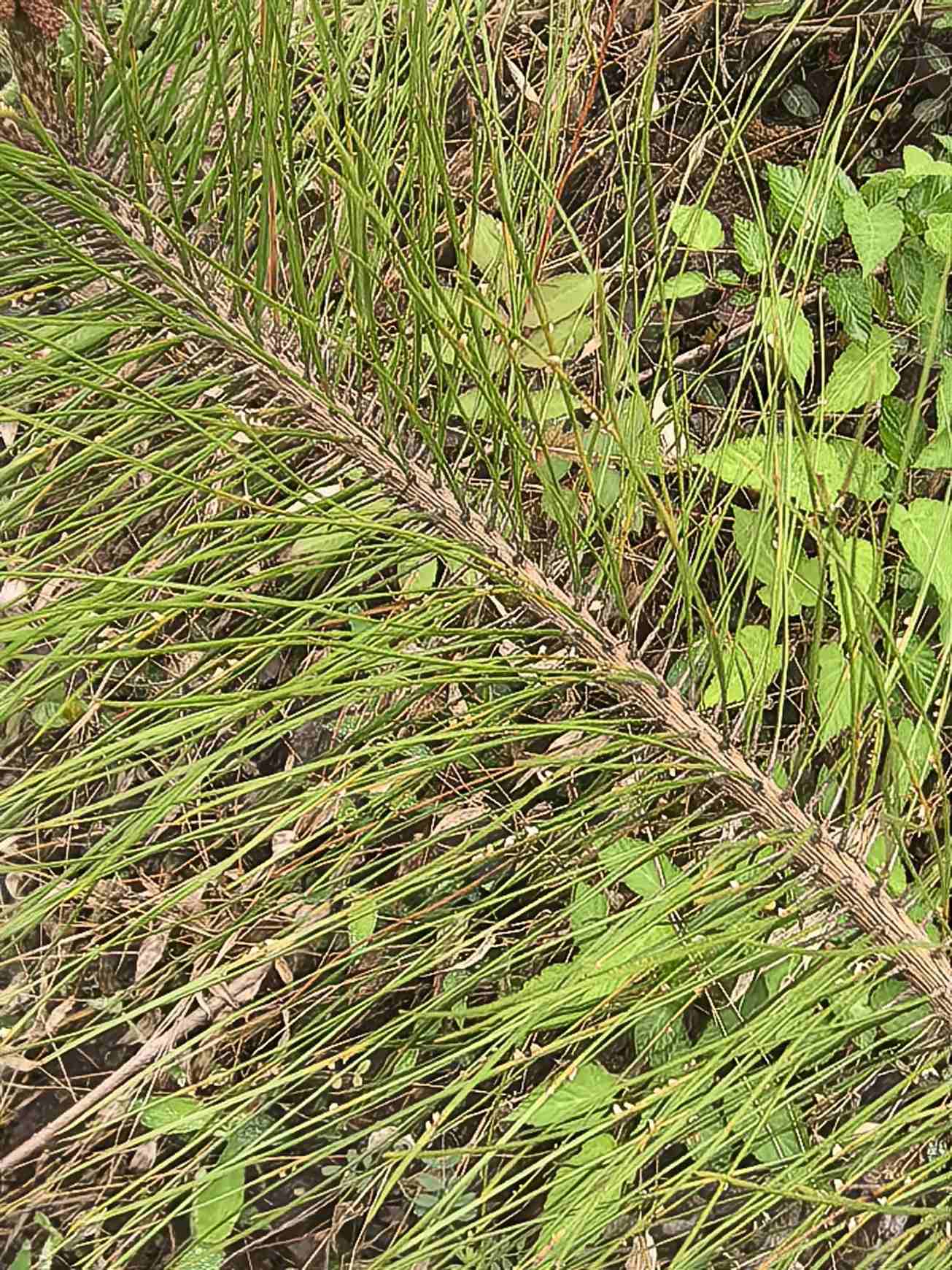Coleosporium asterum