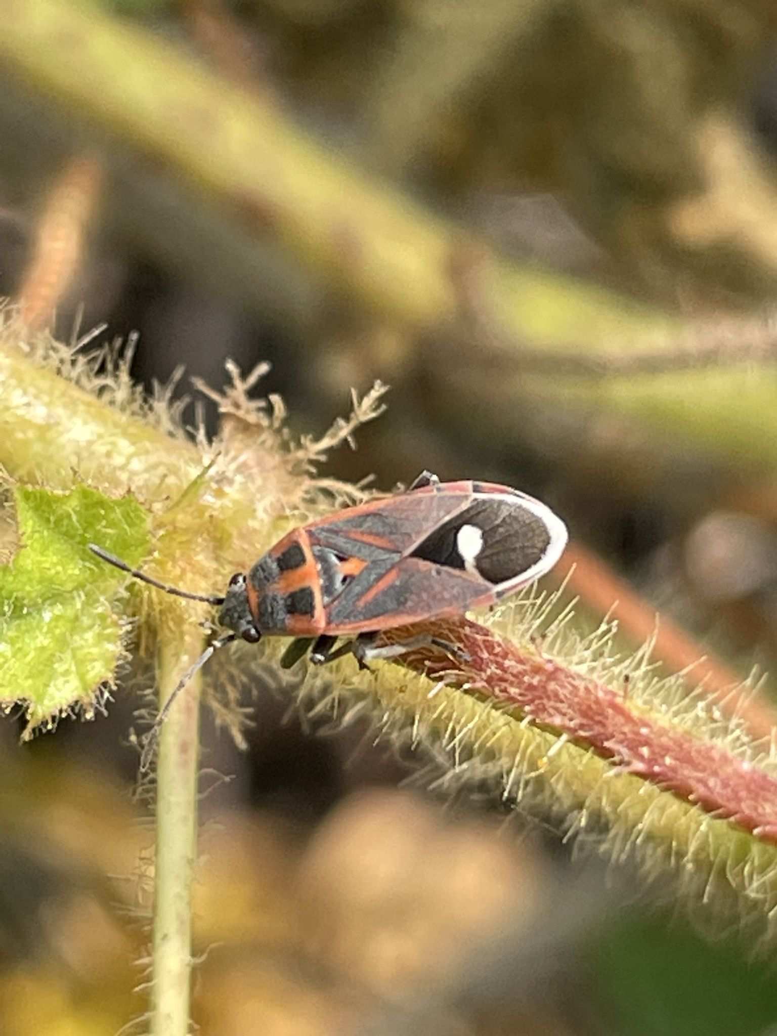 Aspilocoryphus fasciativentris