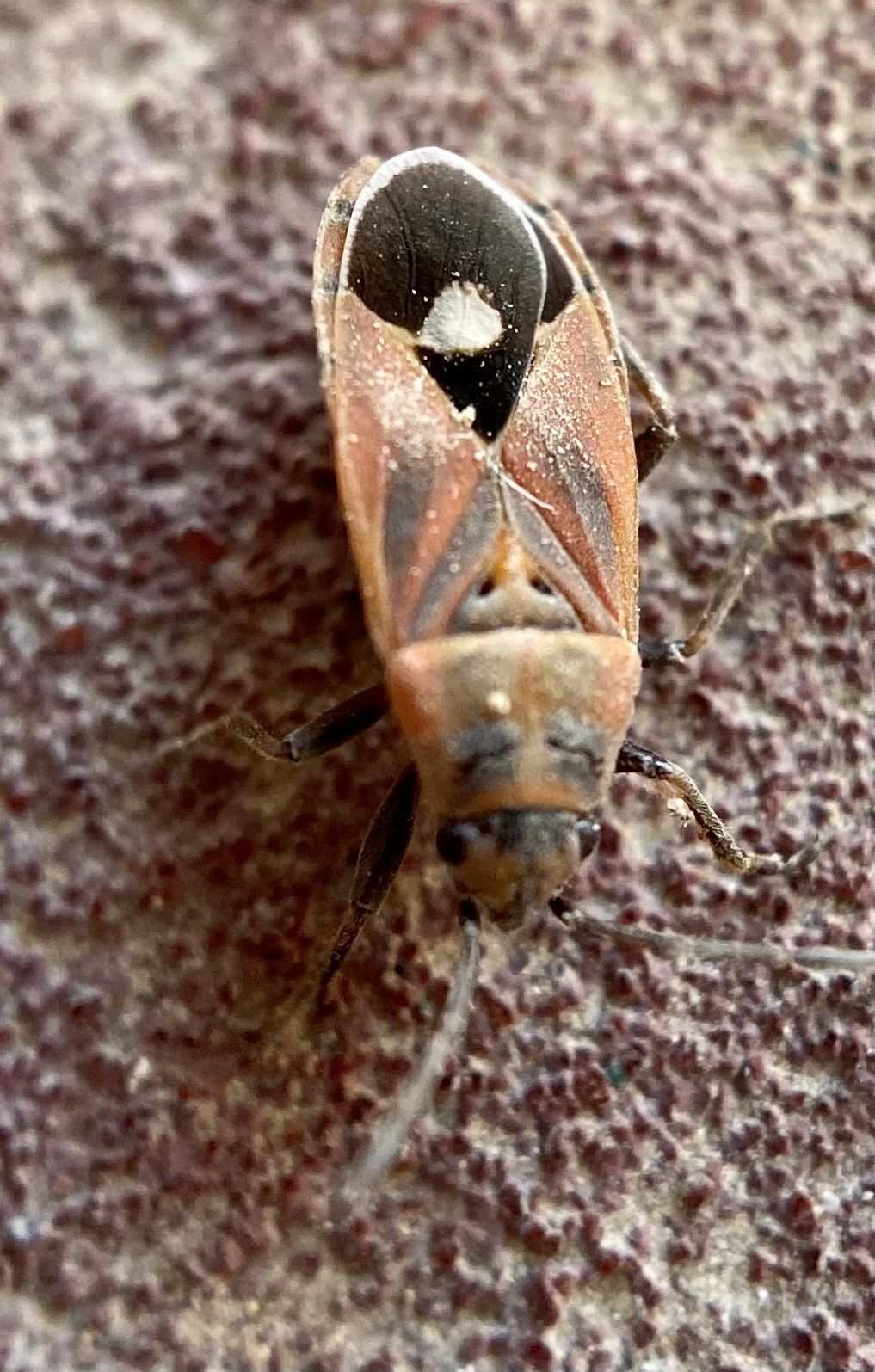Aspilocoryphus fasciativentris