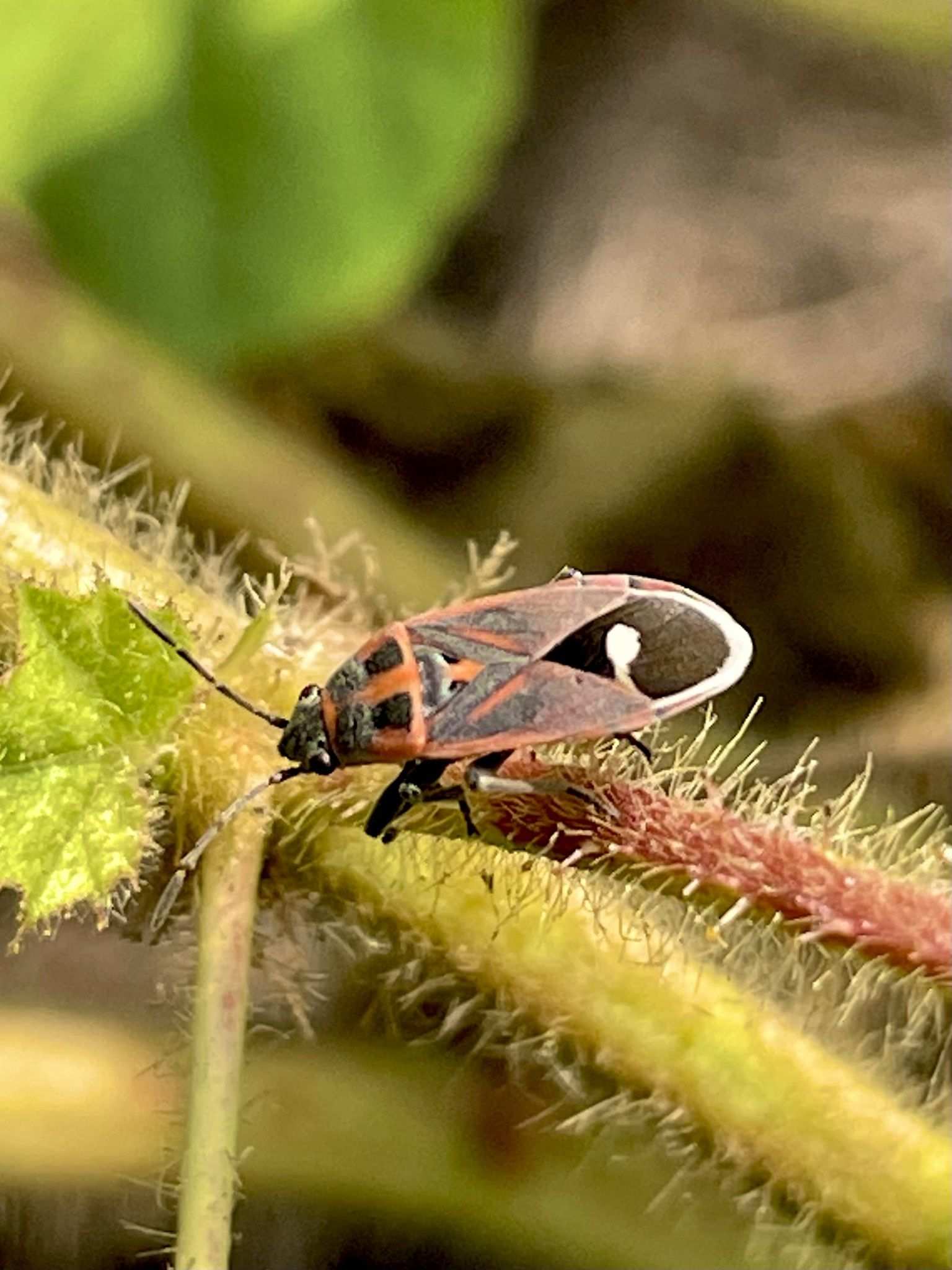 Aspilocoryphus fasciativentris