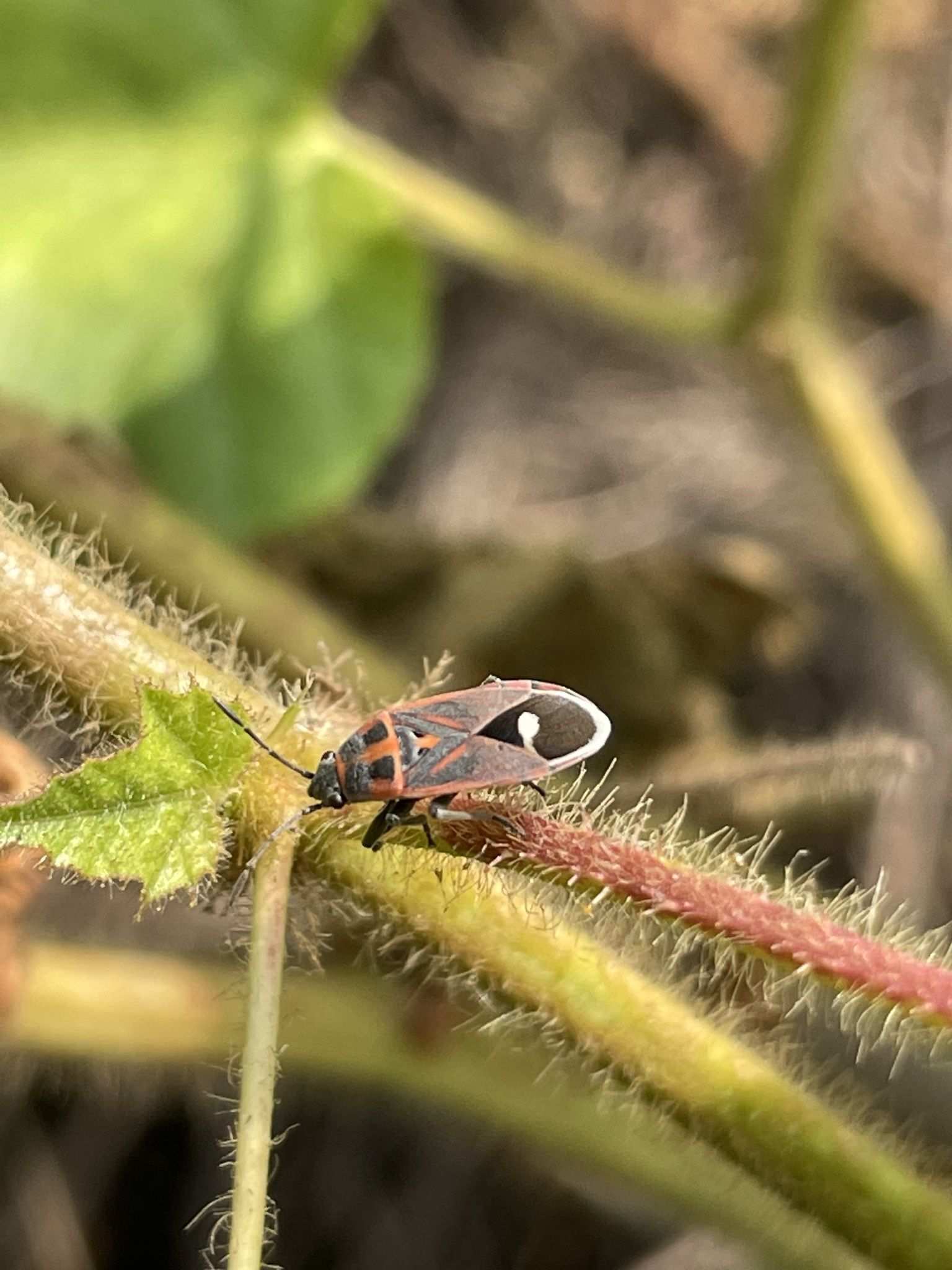 Aspilocoryphus fasciativentris