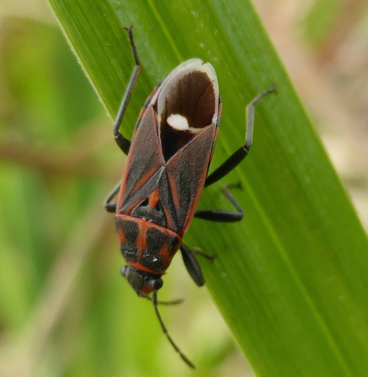 Aspilocoryphus fasciativentris