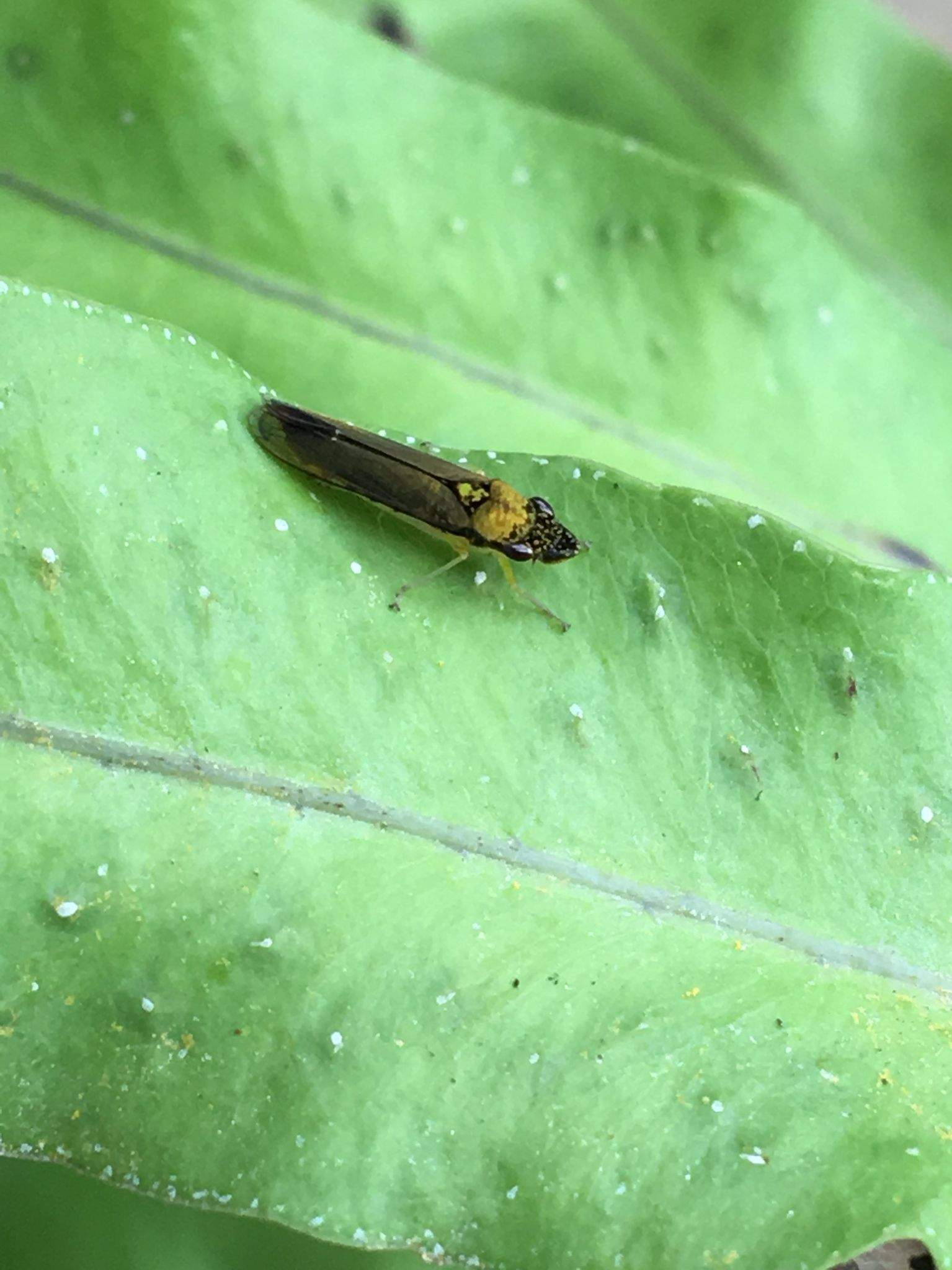Acrogonia terminalis