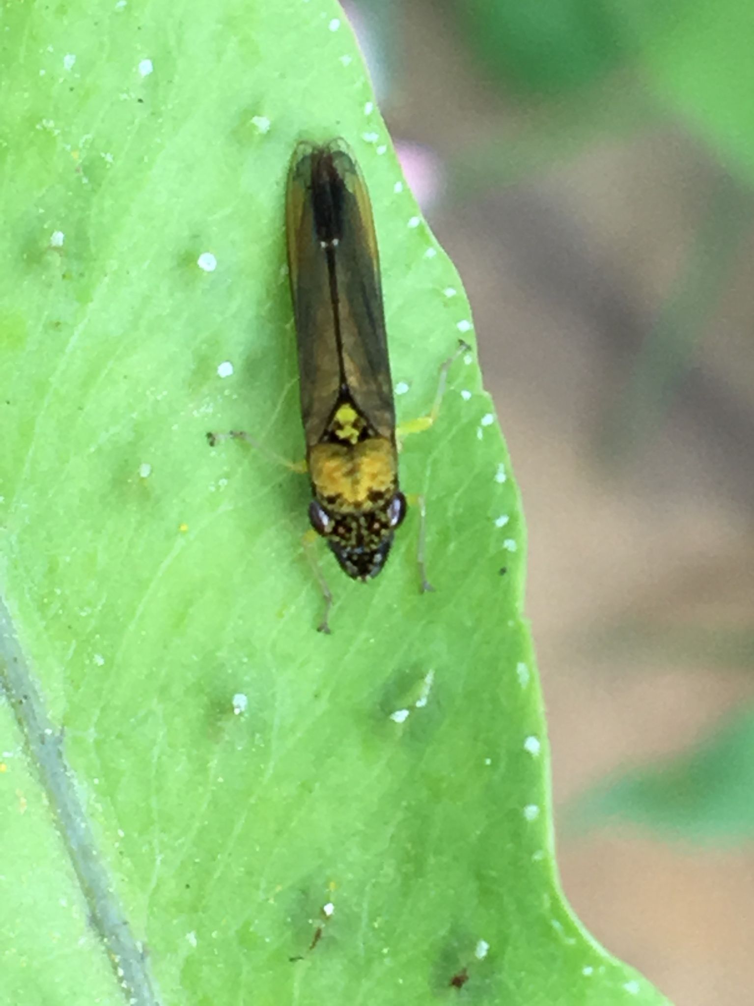 Acrogonia terminalis