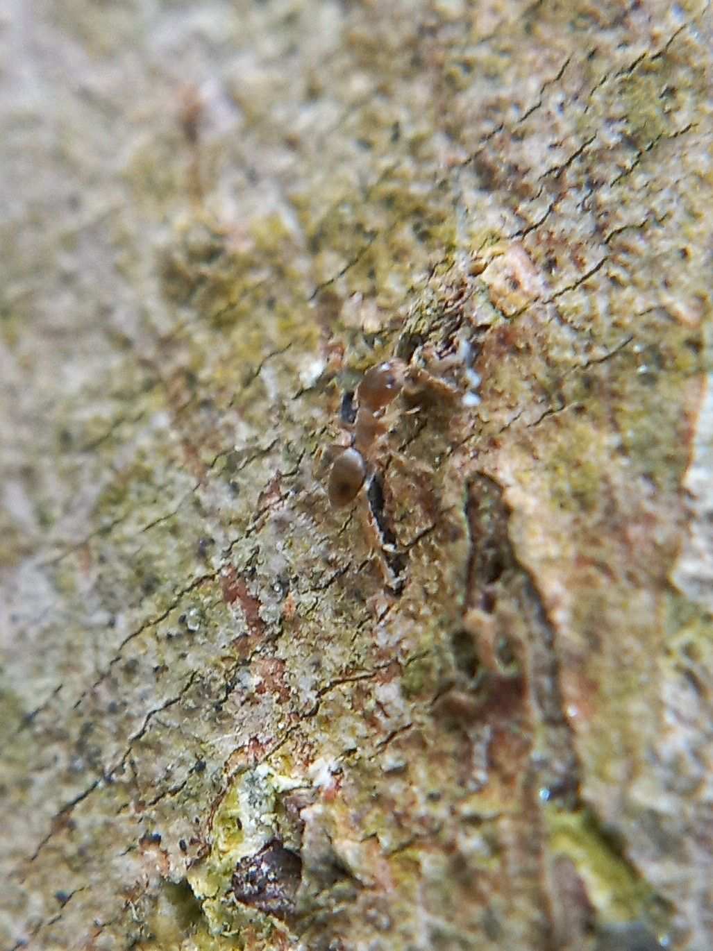 Tapinoma indicum