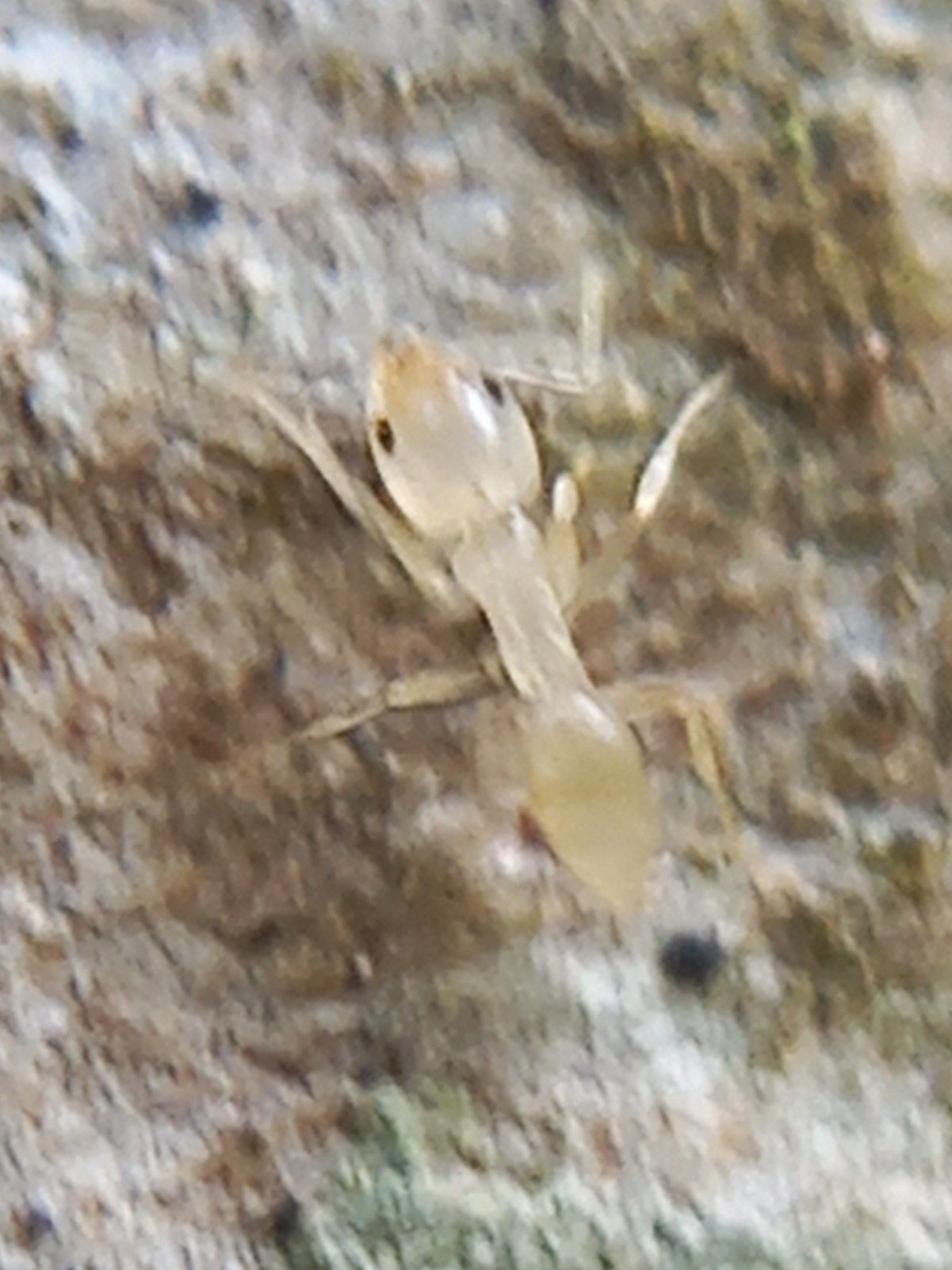 Tapinoma indicum