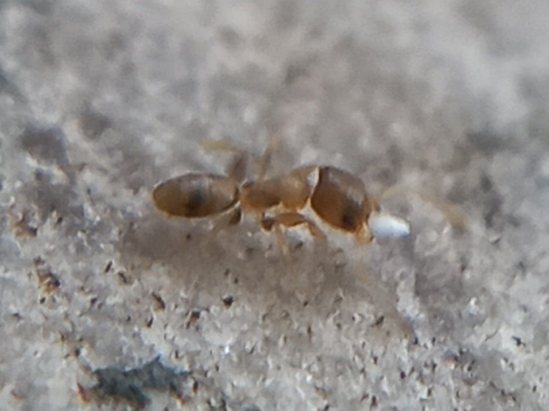 Tapinoma indicum