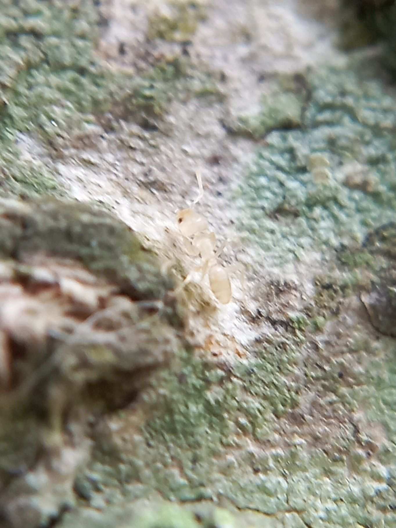 Tapinoma indicum