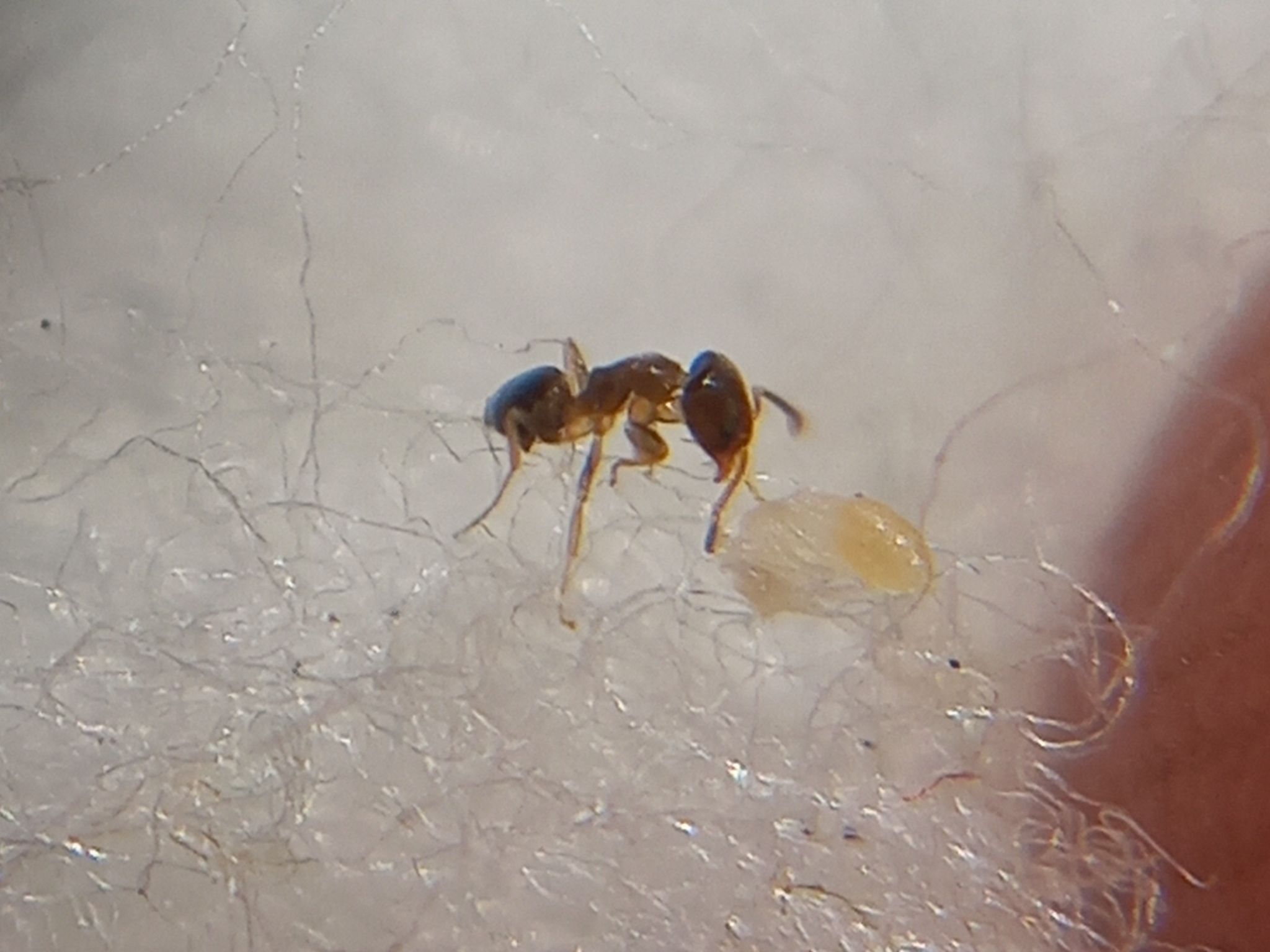 Tapinoma indicum