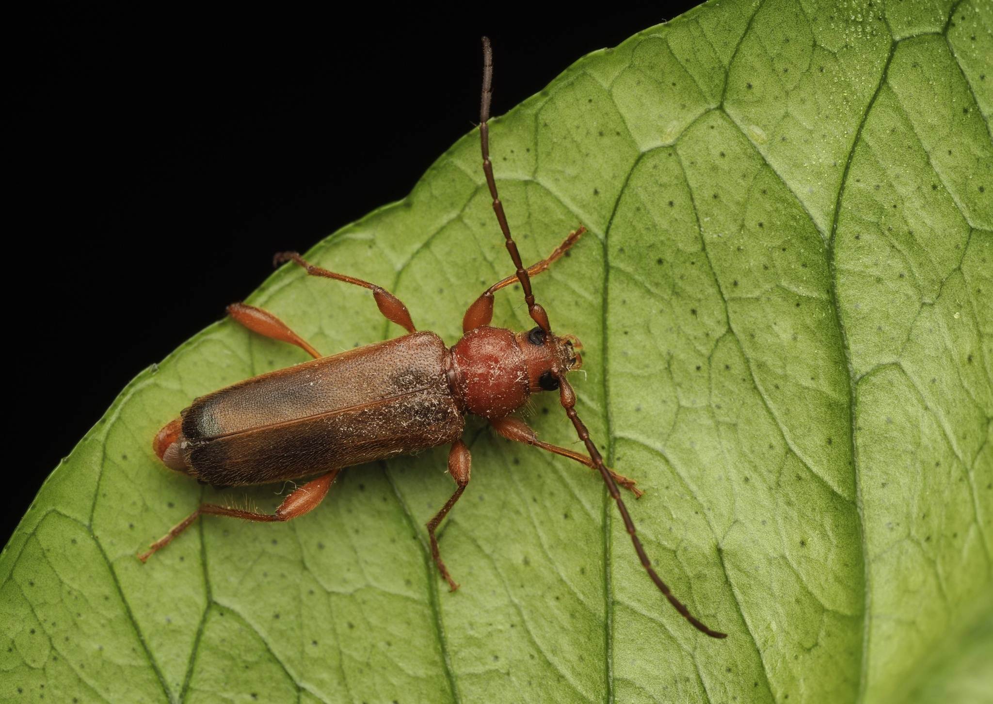 Phymatodes testaceus