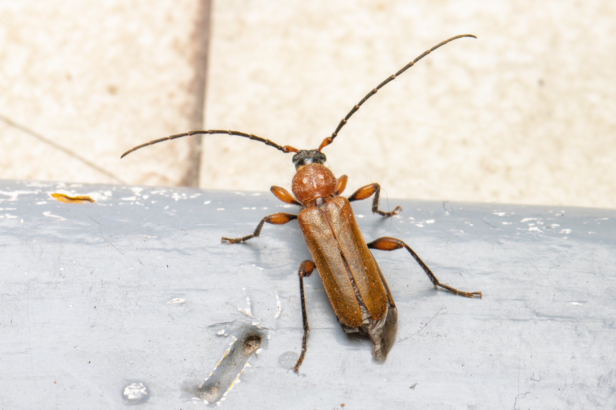 Phymatodes testaceus