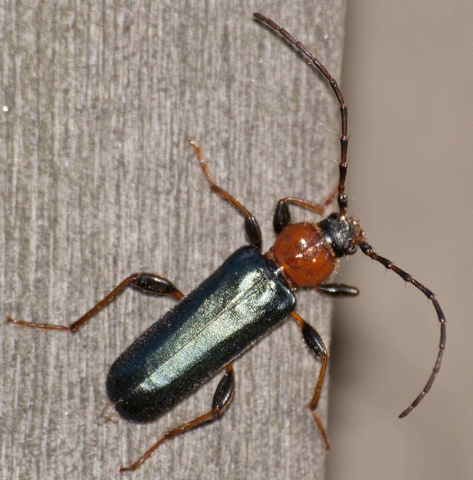 Phymatodes testaceus