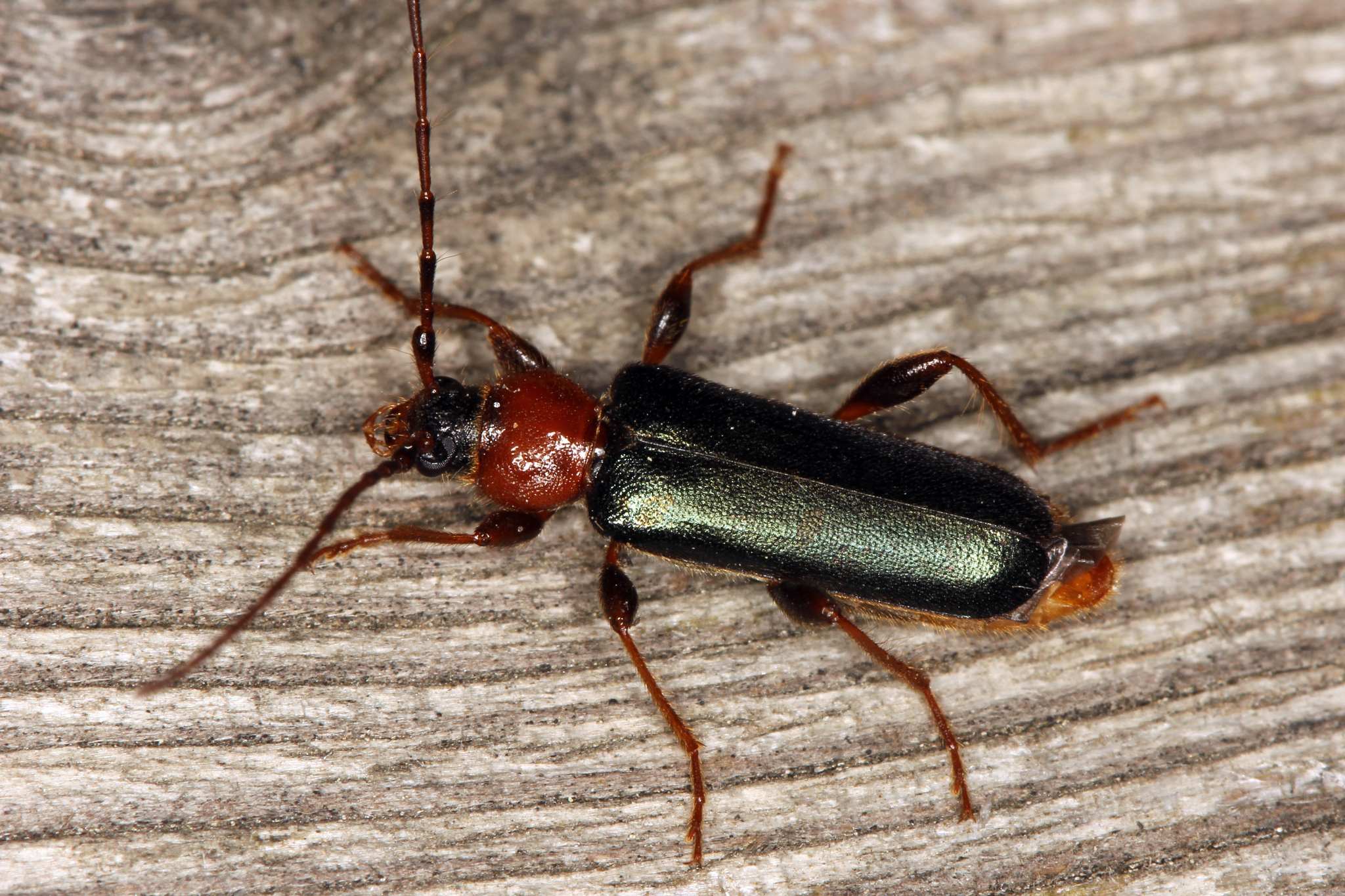 Phymatodes testaceus