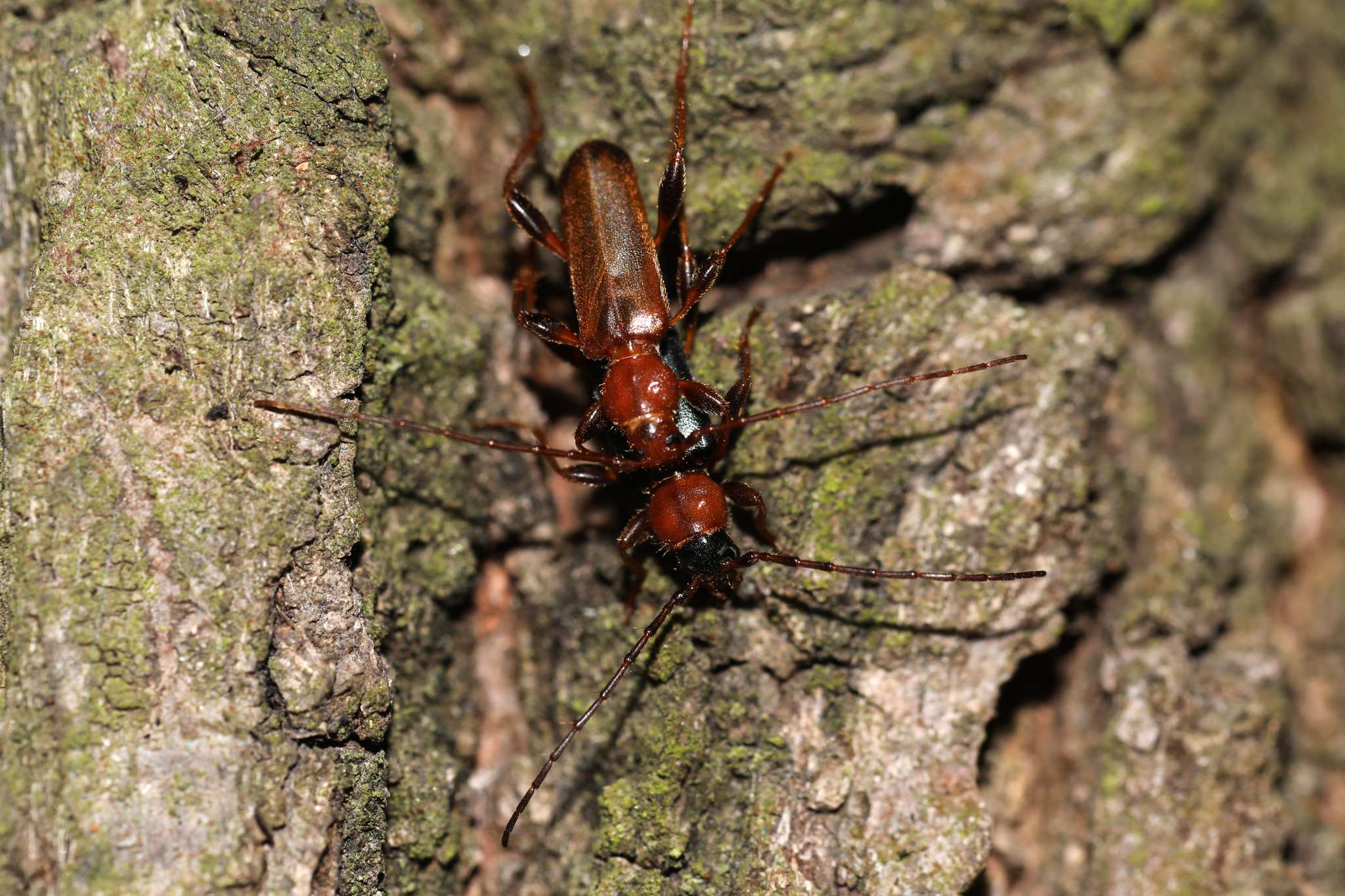 Phymatodes testaceus