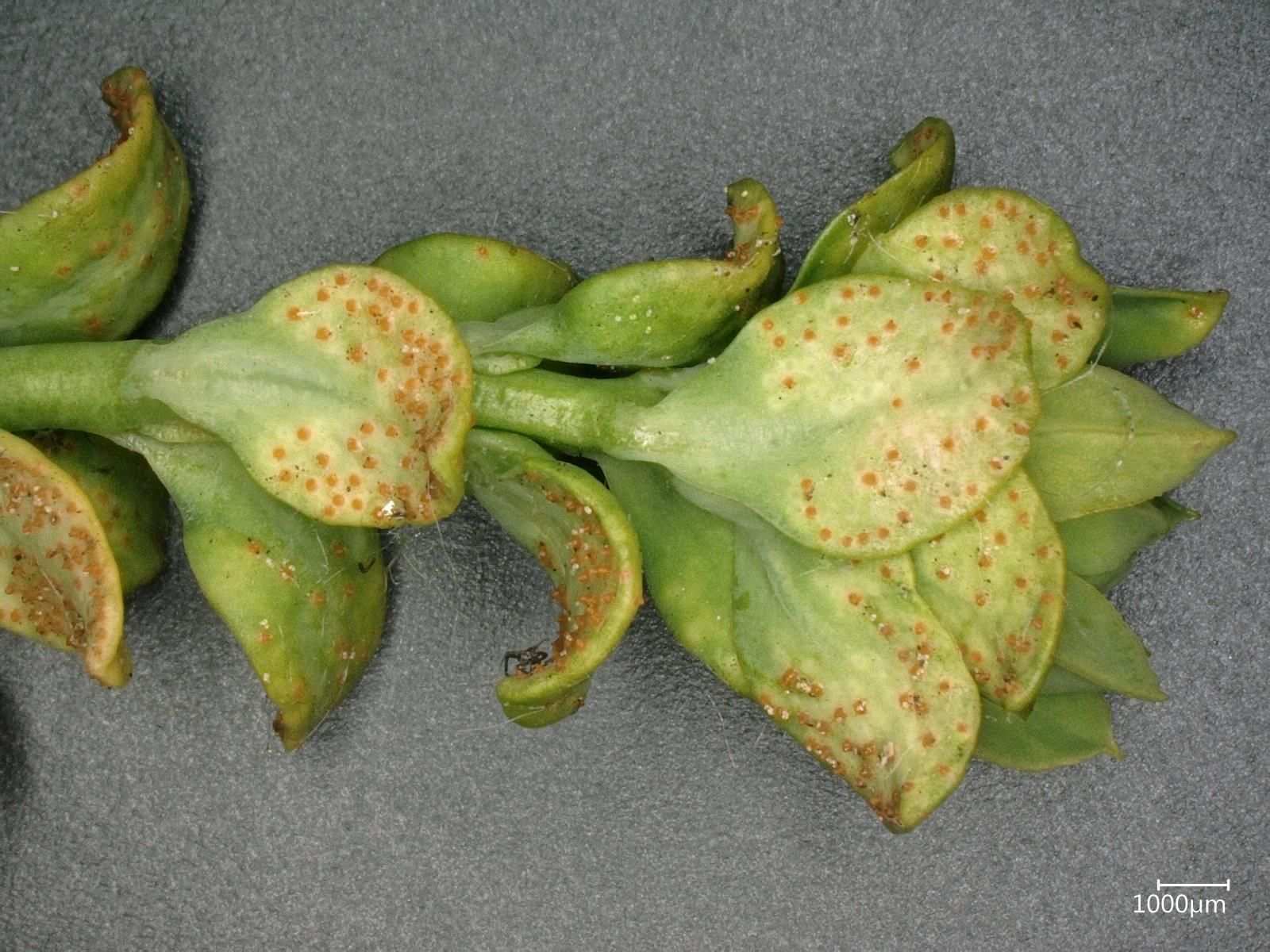 Uromyces euphorbiae