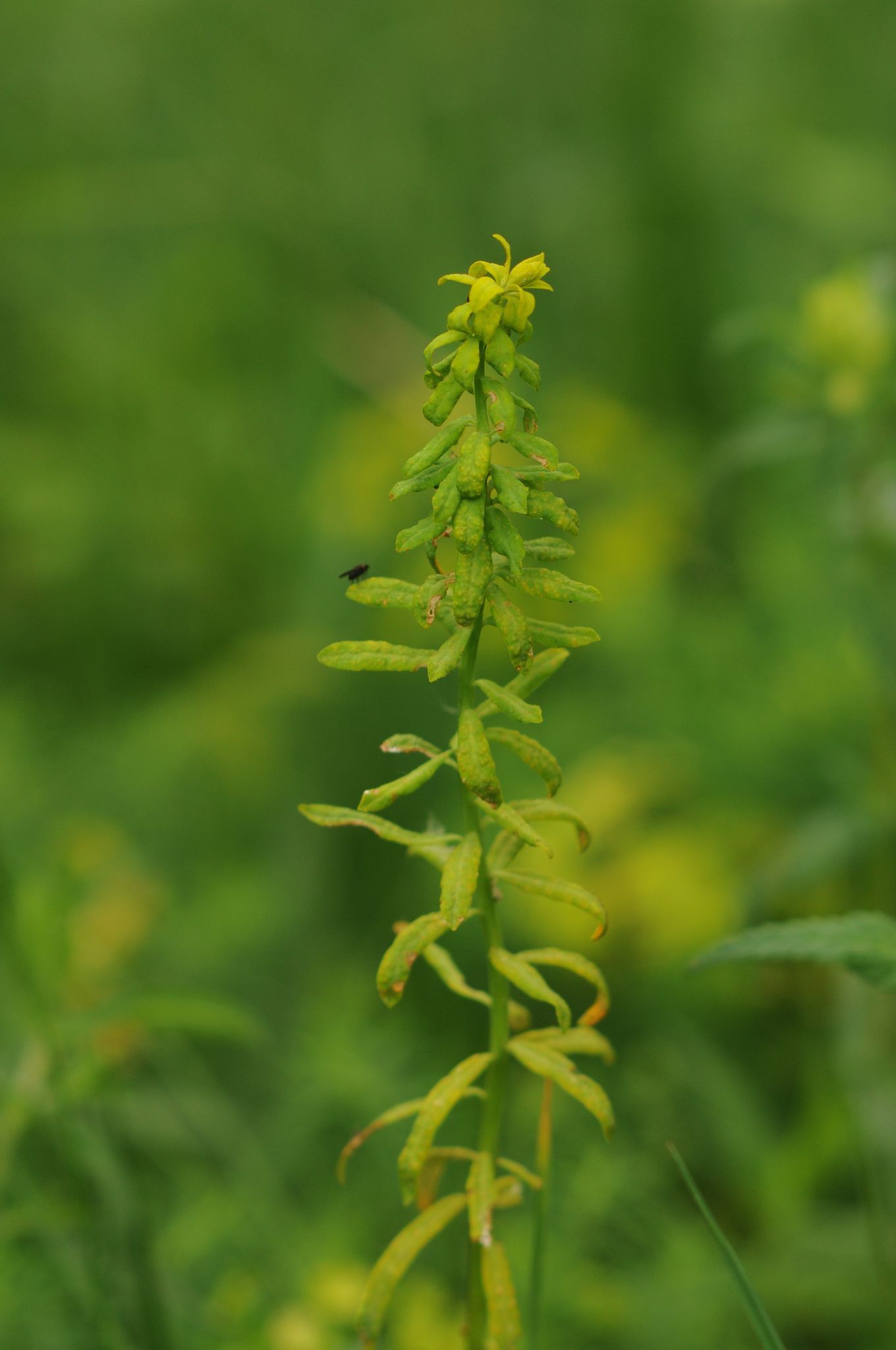 Uromyces euphorbiae