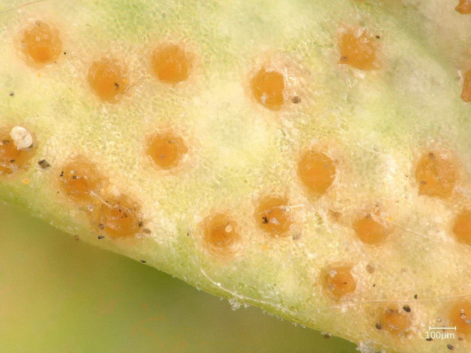 Uromyces euphorbiae