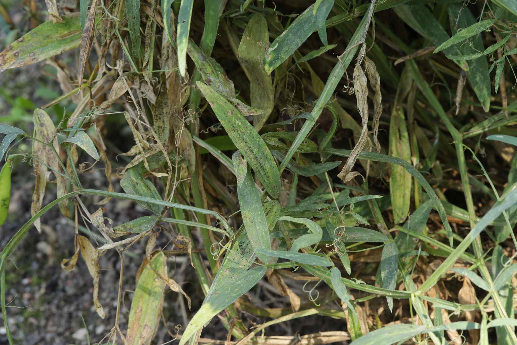 Uromyces euphorbiae