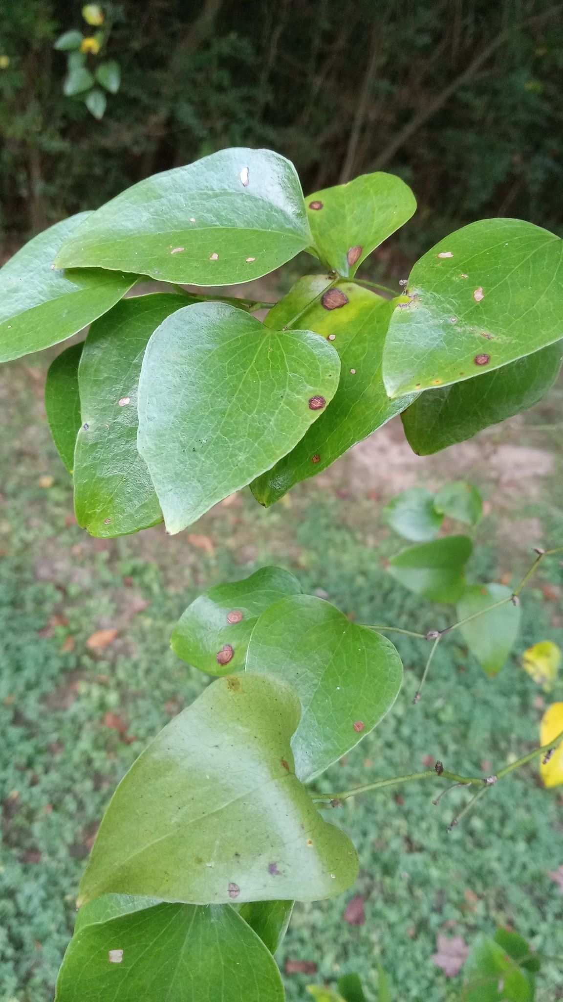 Neocercosporidium smilacis