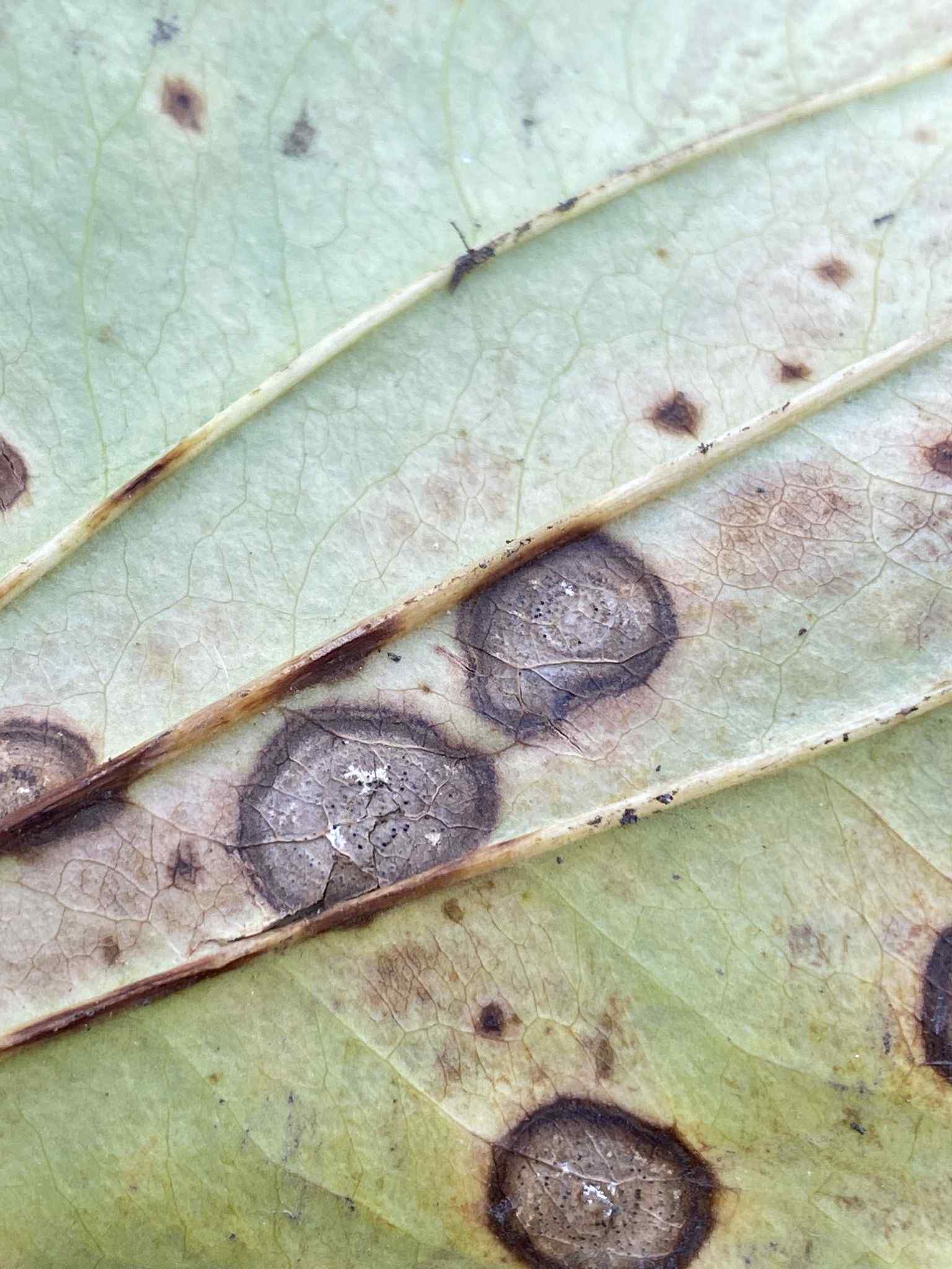 Neocercosporidium smilacis
