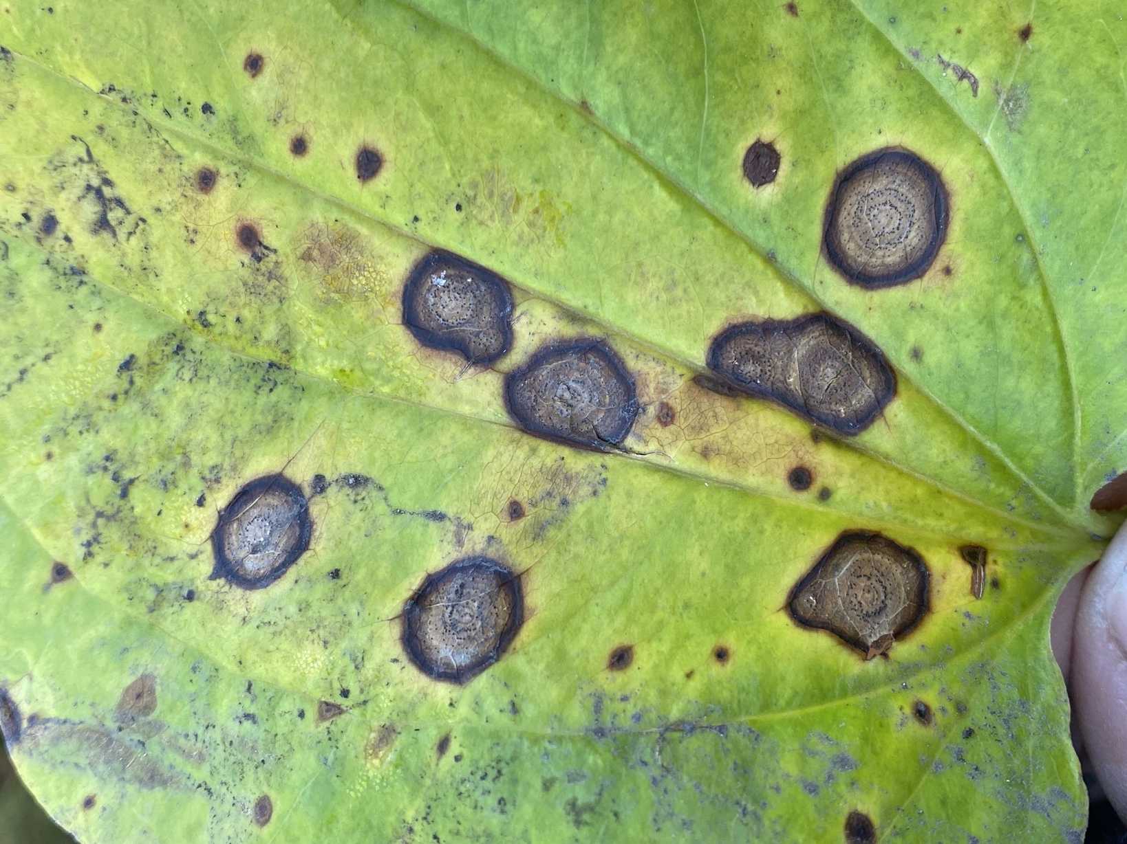 Neocercosporidium smilacis