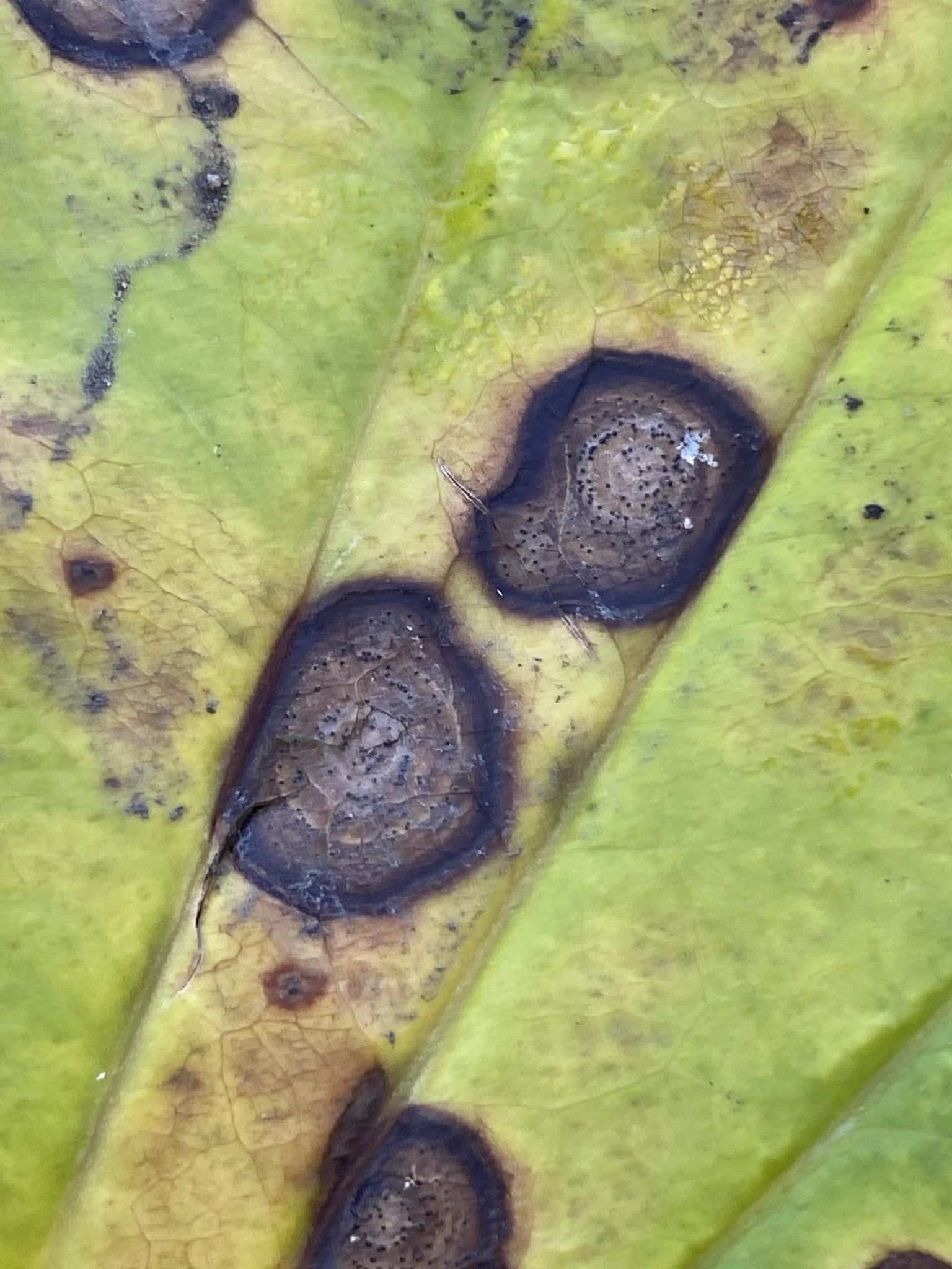 Neocercosporidium smilacis