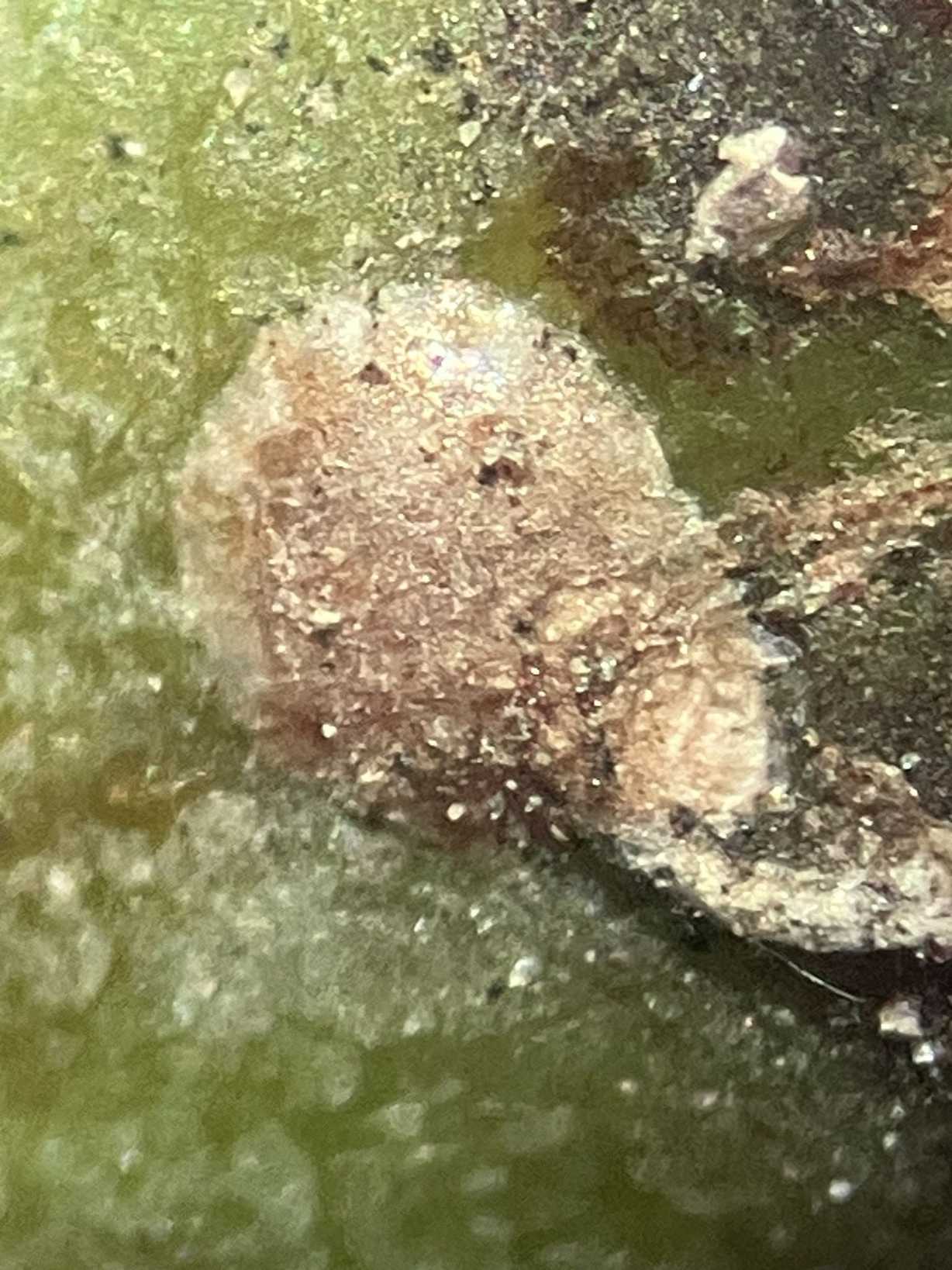 Diaspidiotus forbesi