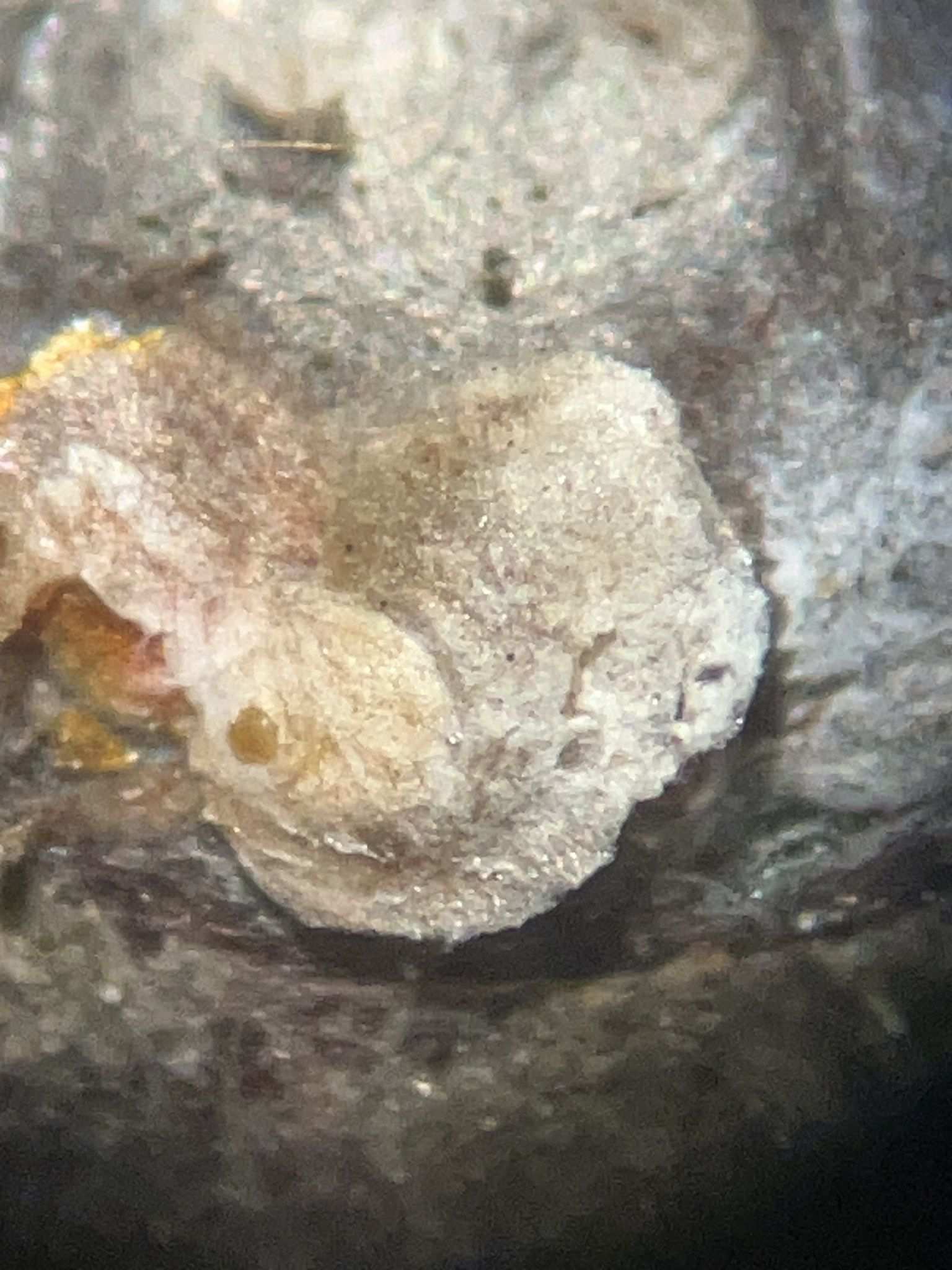 Diaspidiotus forbesi