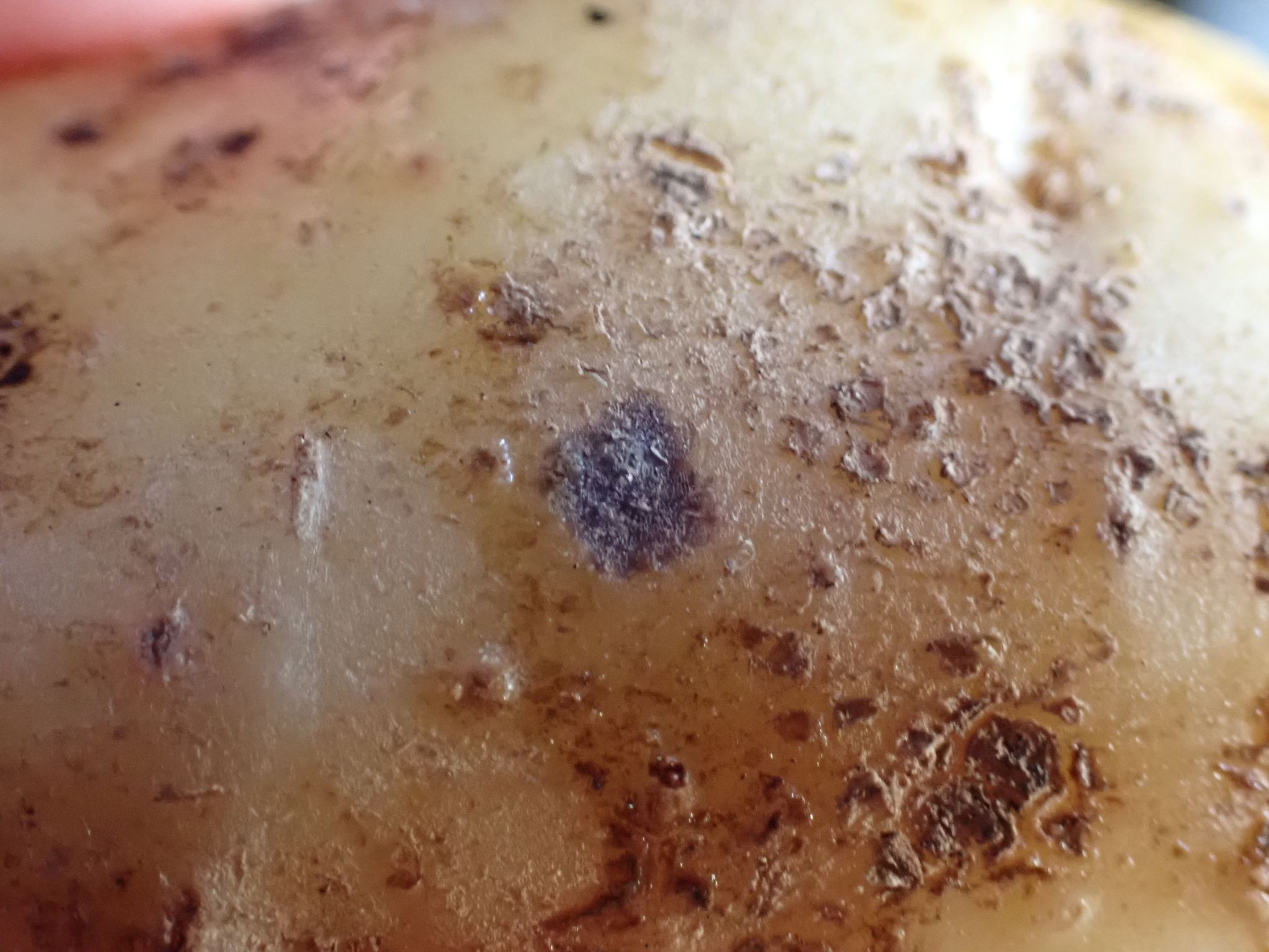 Streptomyces scabiei