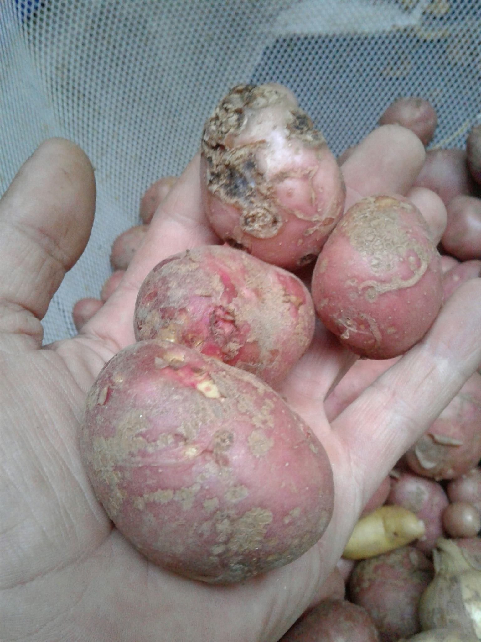 Streptomyces scabiei