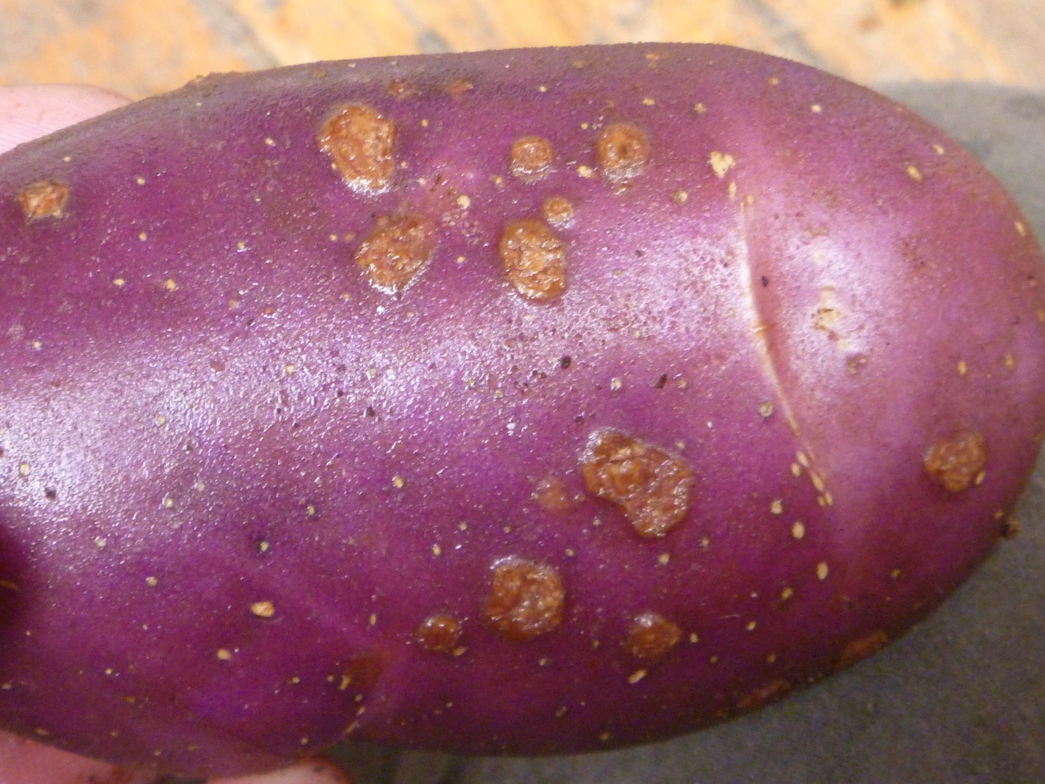 Streptomyces scabiei