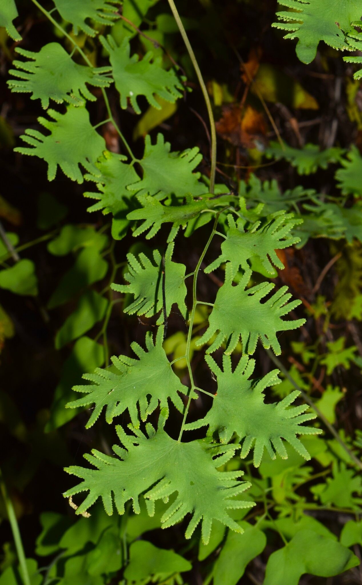 Lygodium microphyllum