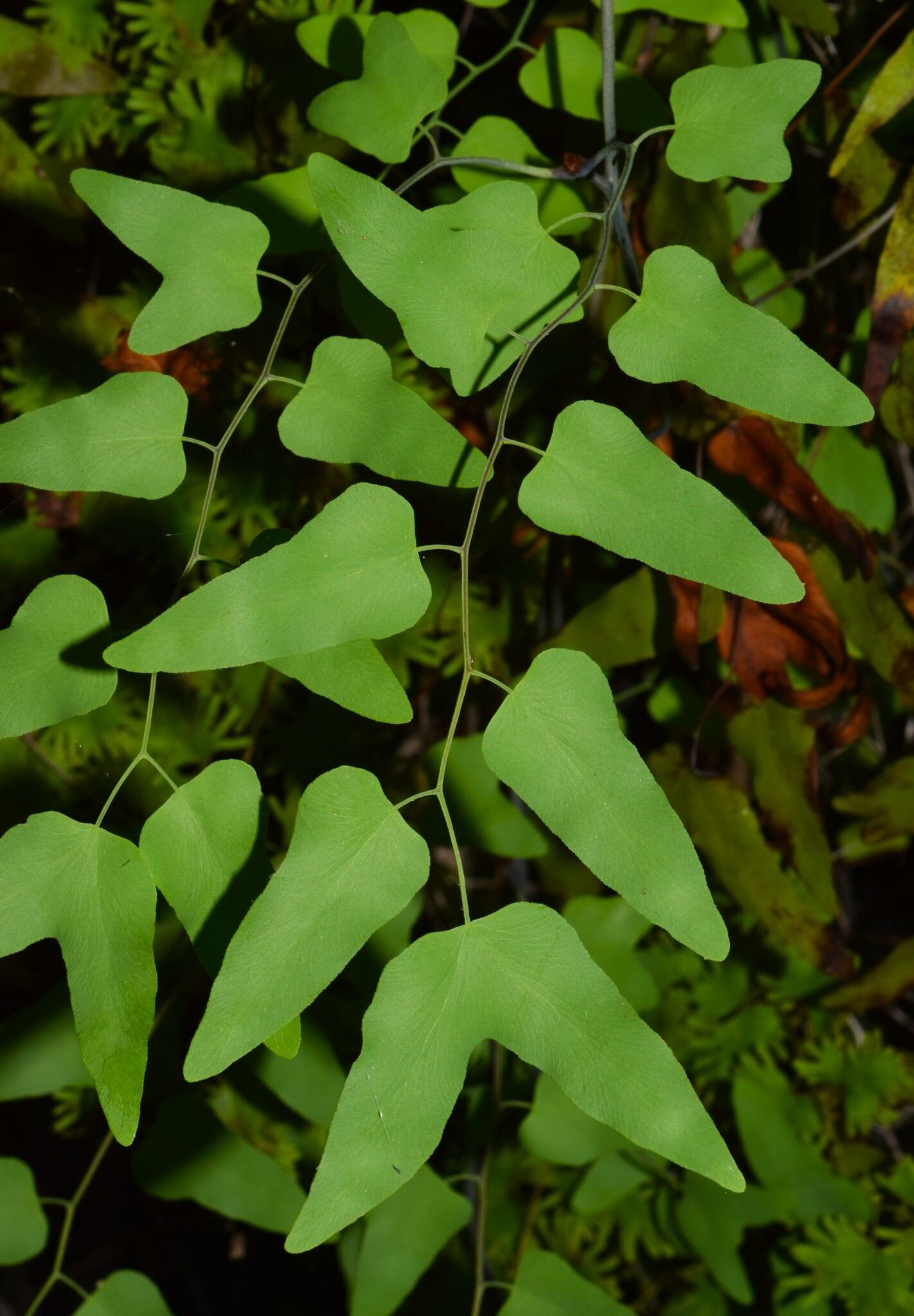 Lygodium microphyllum