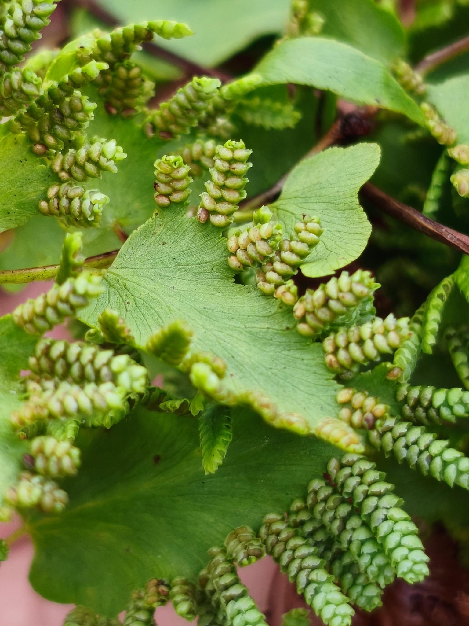 Lygodium microphyllum