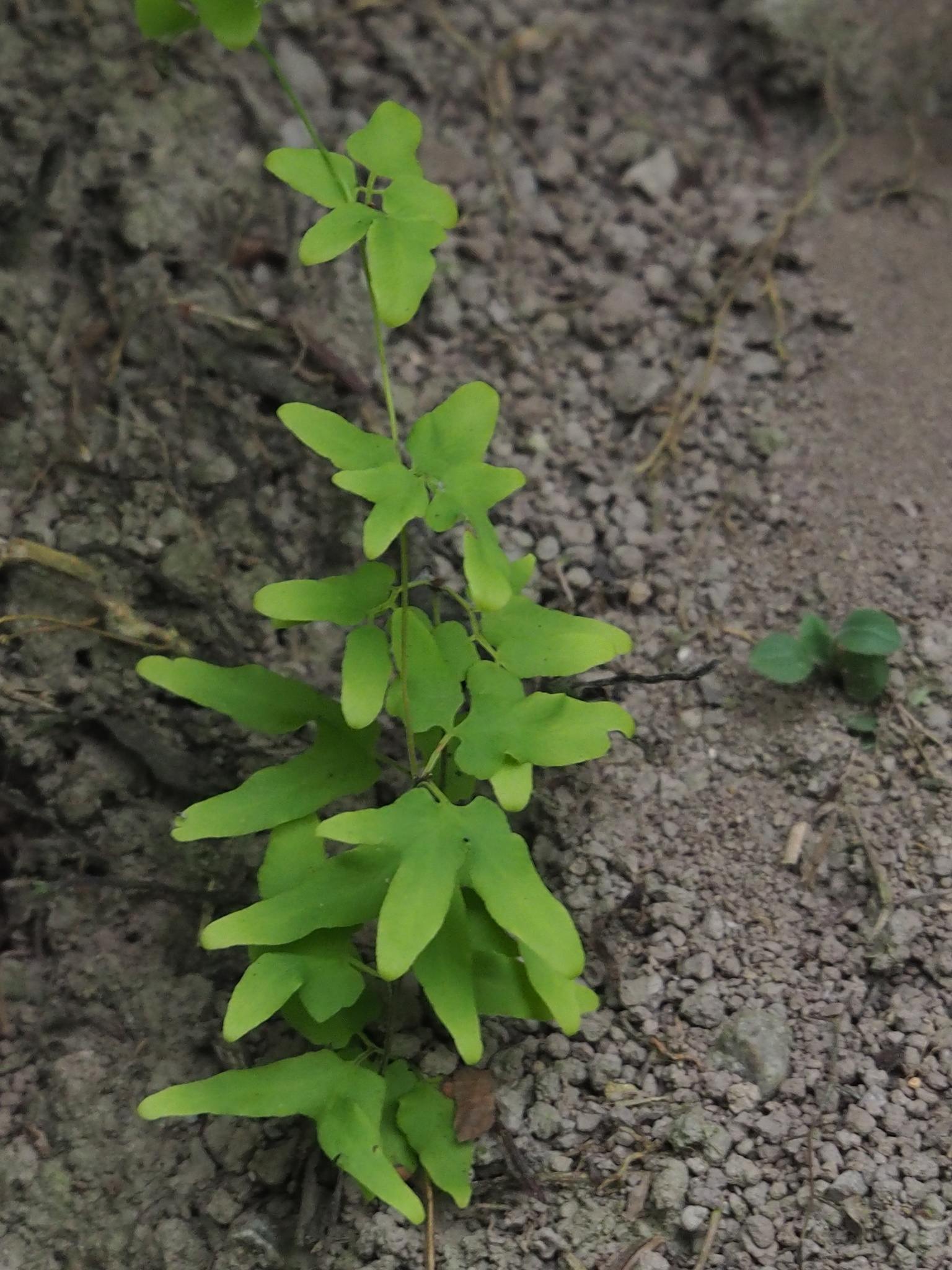 Lygodium microphyllum