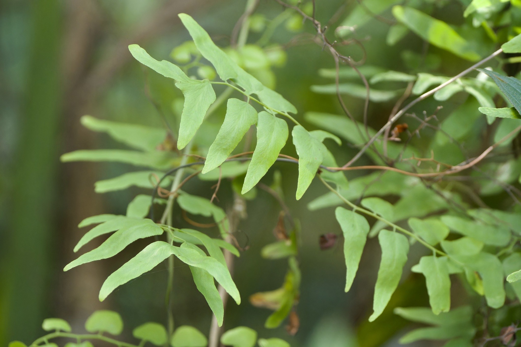 Lygodium microphyllum