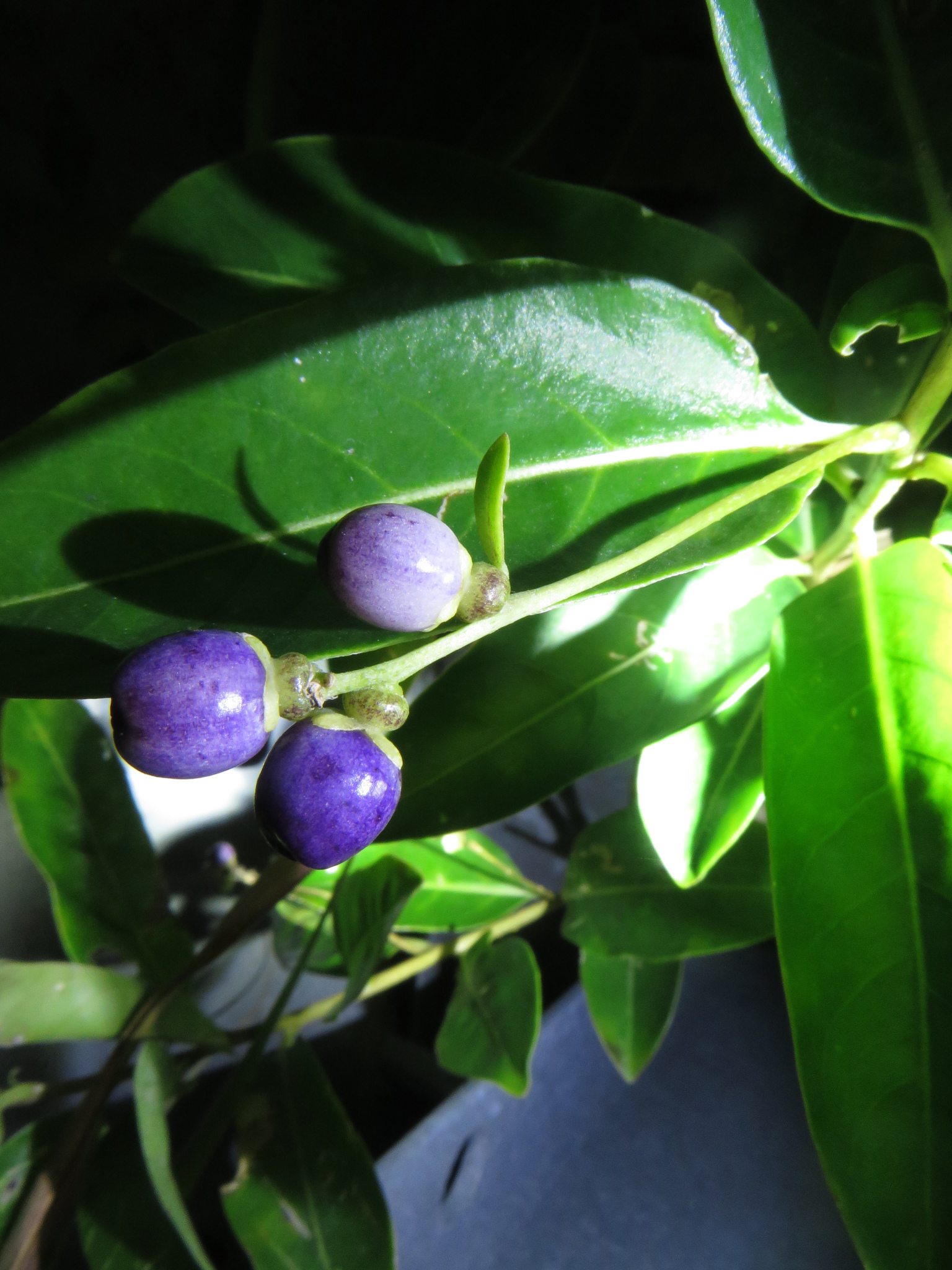 Cestrum diurnum