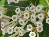 Cestrum diurnum