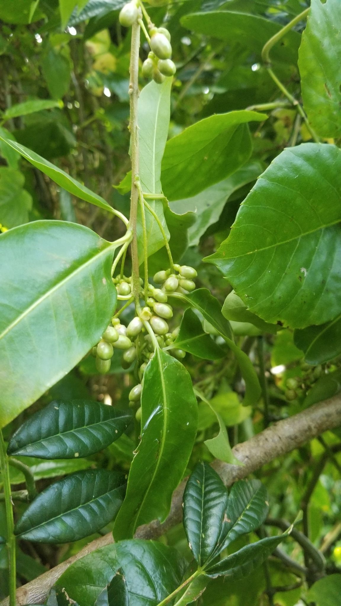Cestrum diurnum