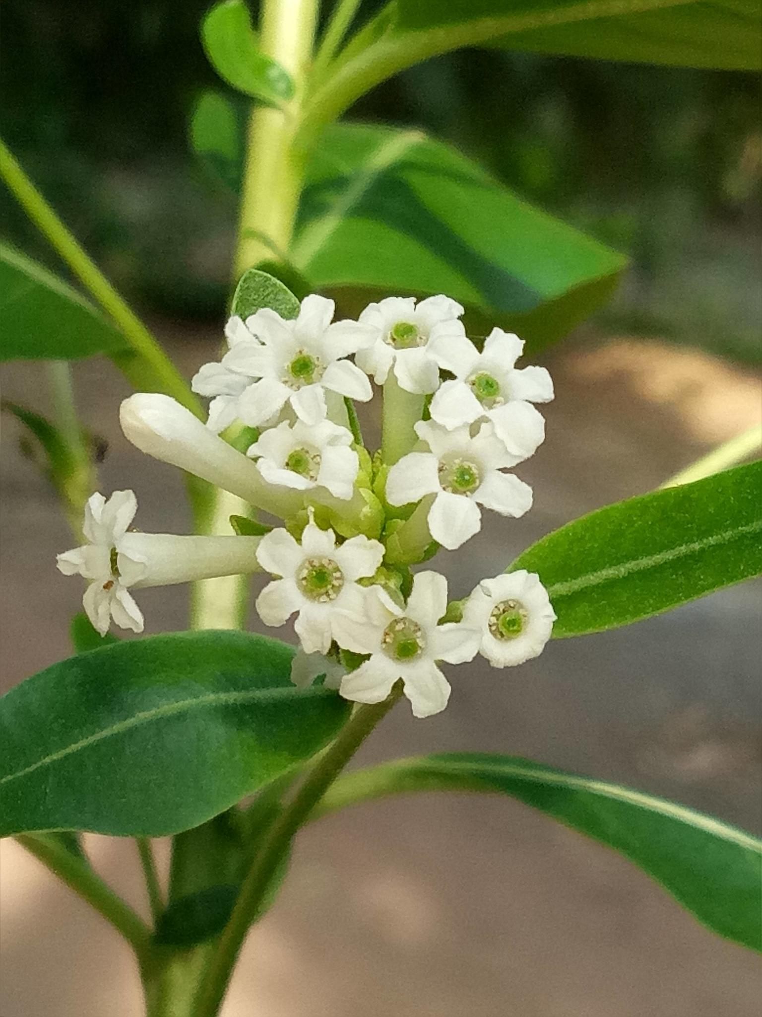 Cestrum diurnum