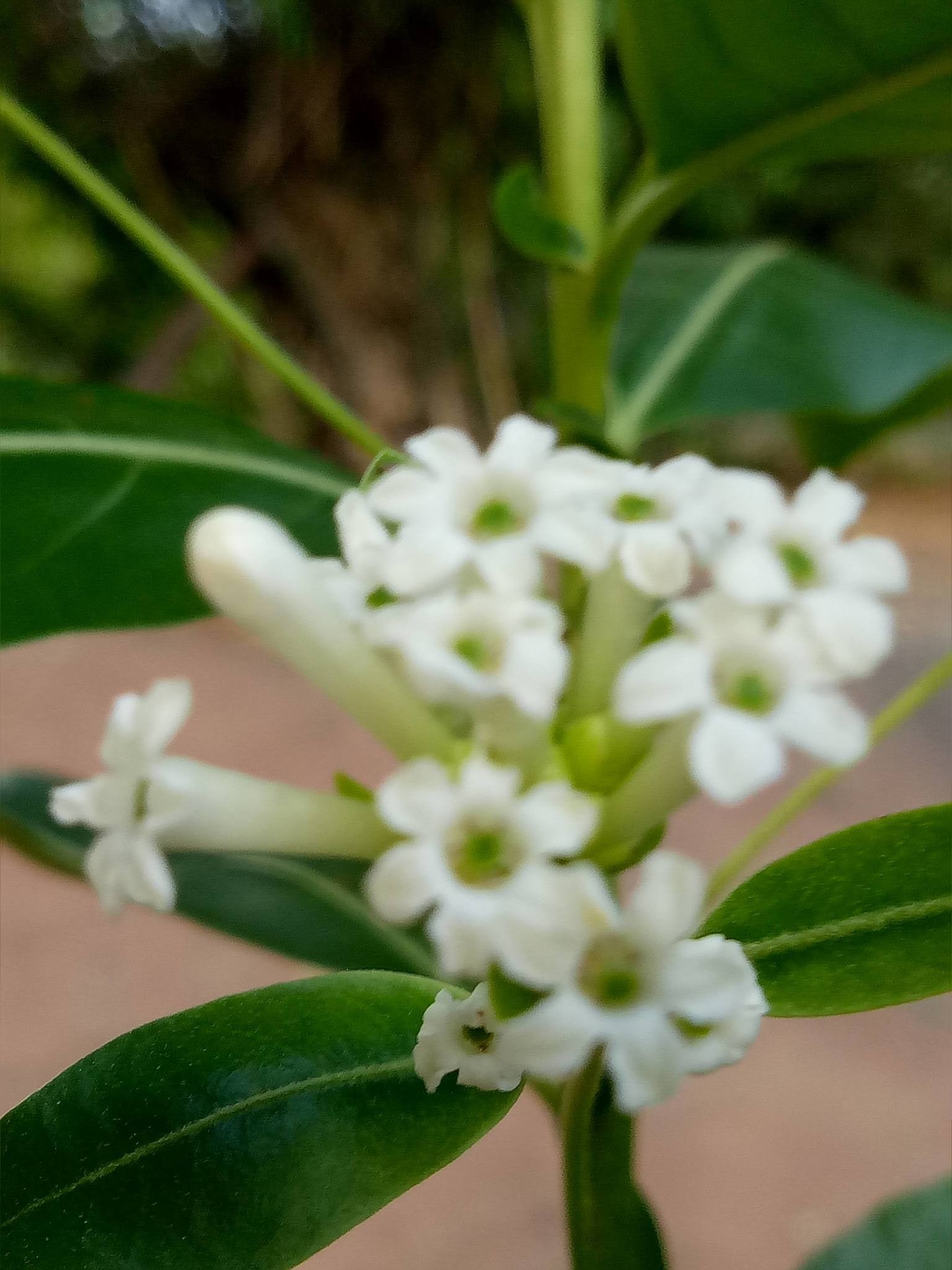 Cestrum diurnum