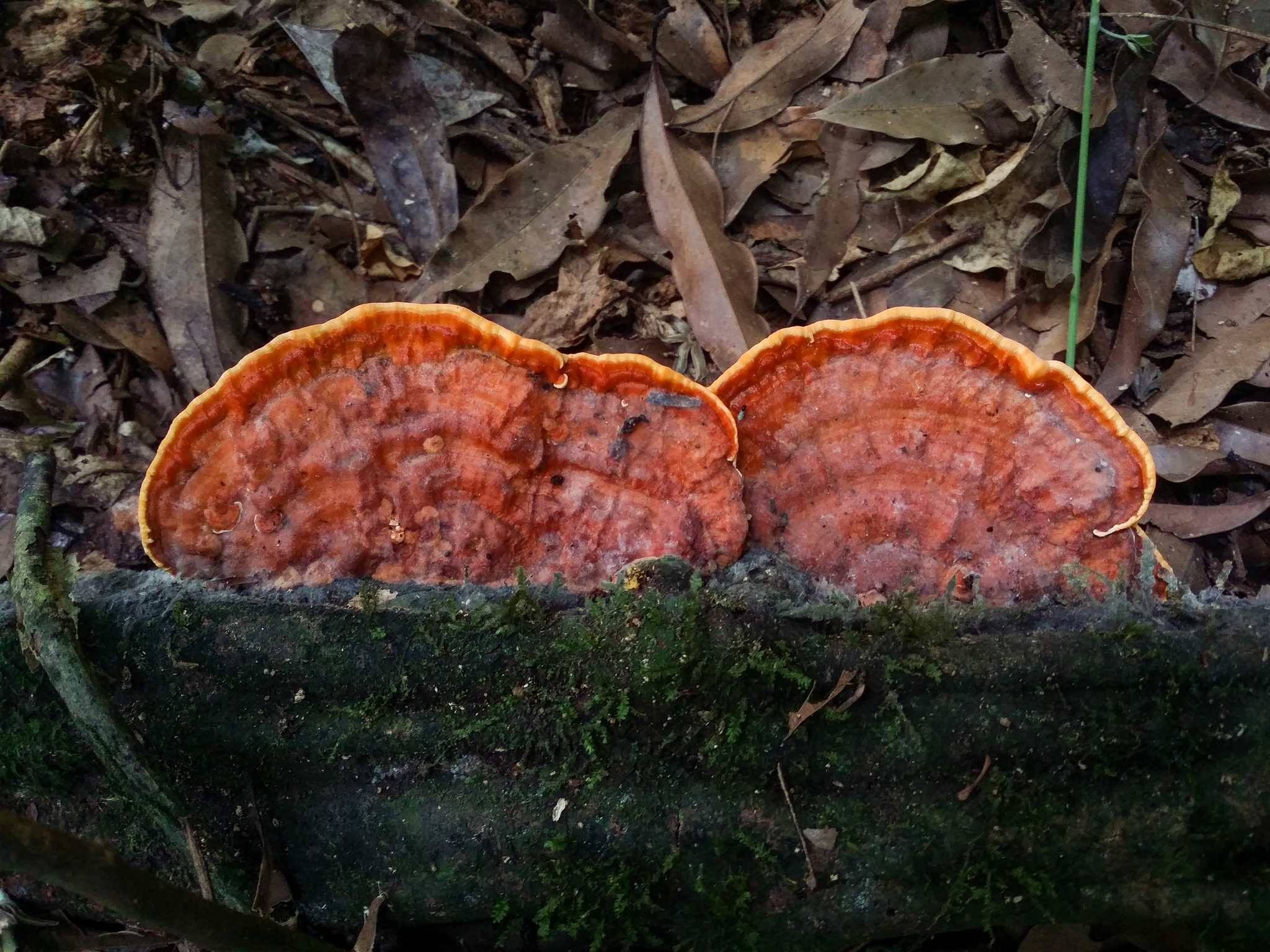 Rigidoporus microporus